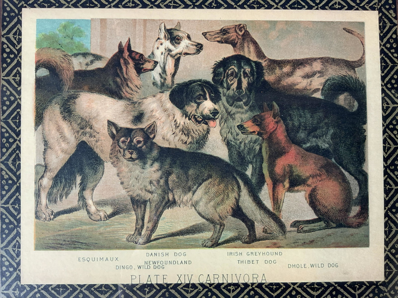 Lot 2 HENRY J JOHNSON Carnivora Offset Lithographs (1 of 5)