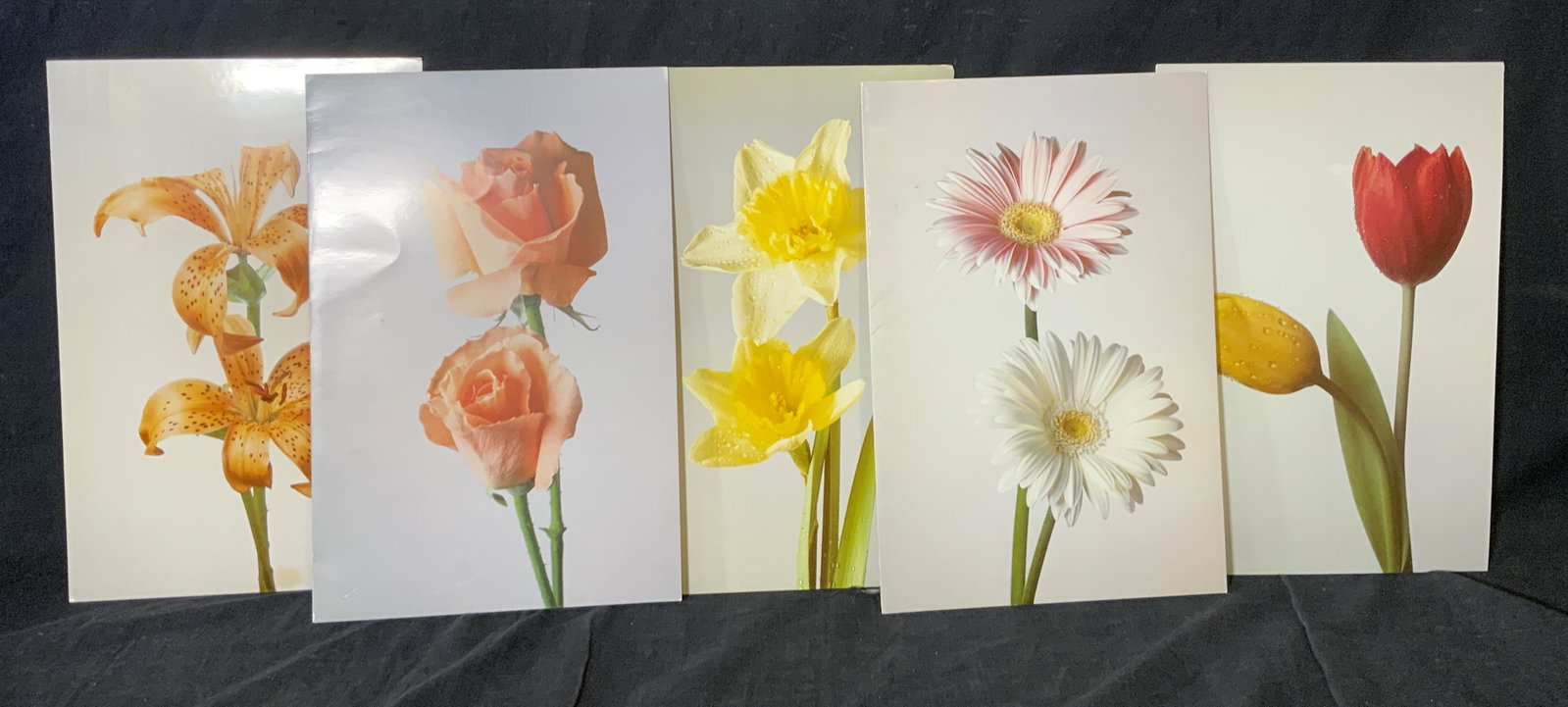 Collection of 5 Holland America Cruises Menus: Collection of 5 Holland America cruises menus, each contains a different menu course and floral front cover, each displays a photograph of flowers including tulips roses daisies lilies and daffodils, 