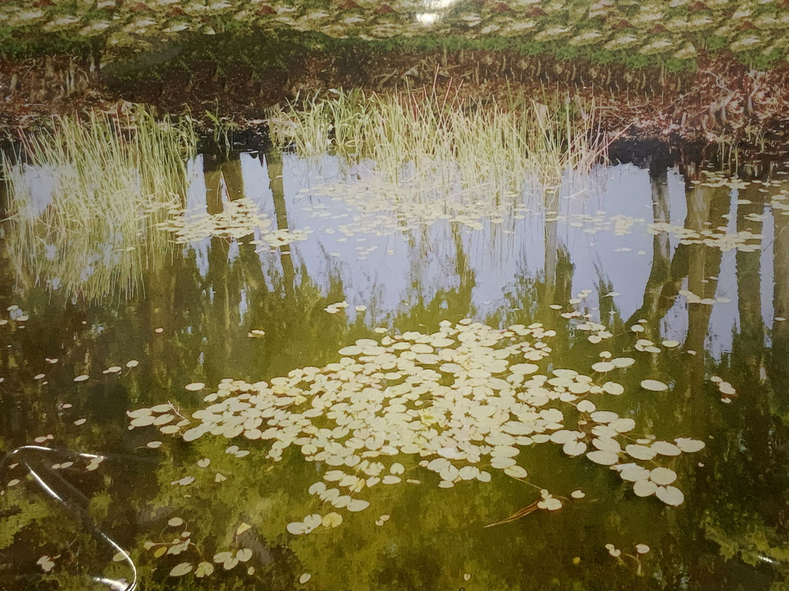 PAUL LAORIA Signed Ltd Ed Offset Litho Lily Pond (1 of 8)
