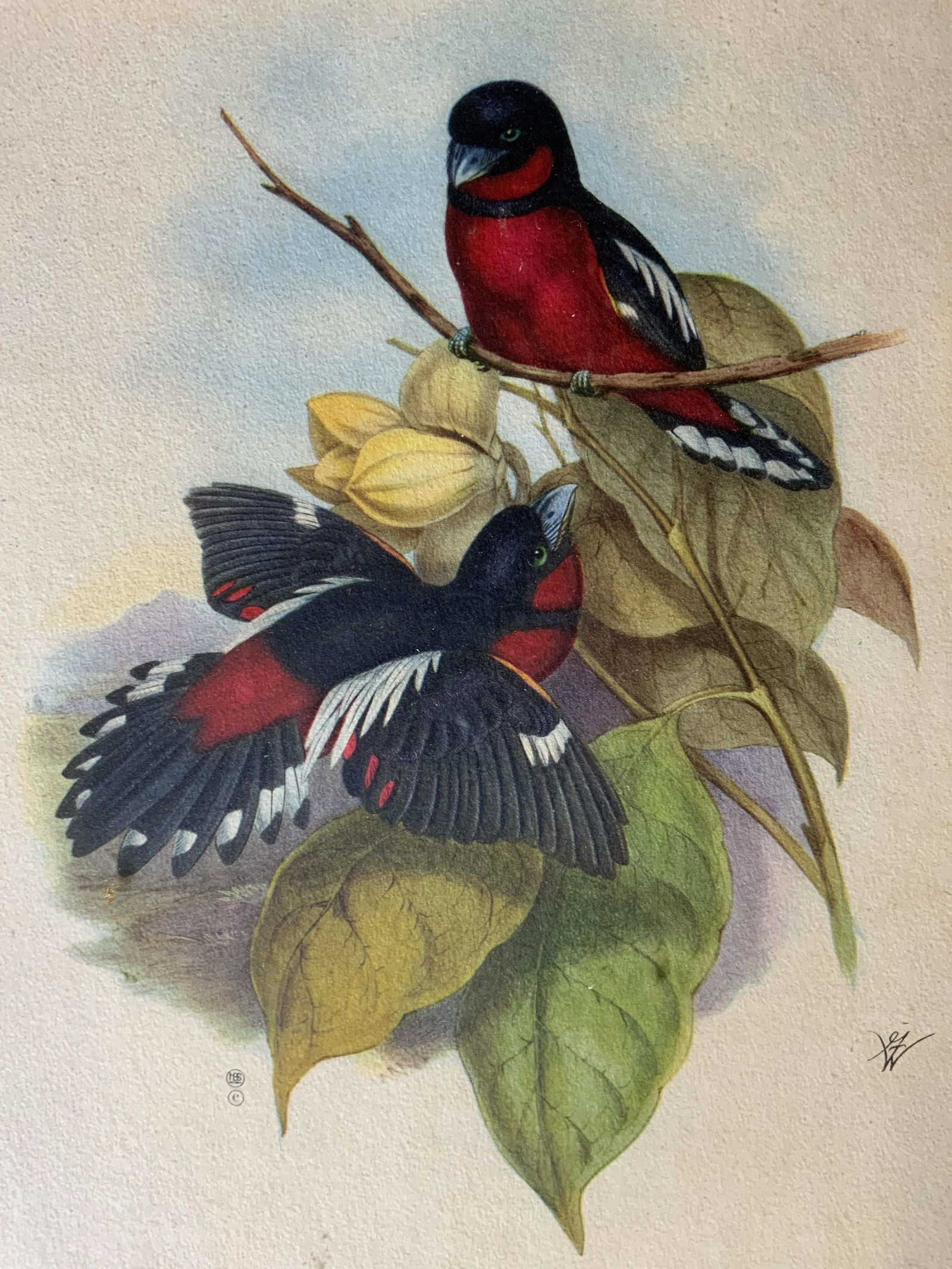 JOHN GOULD Offset Lithograph (1 of 6)