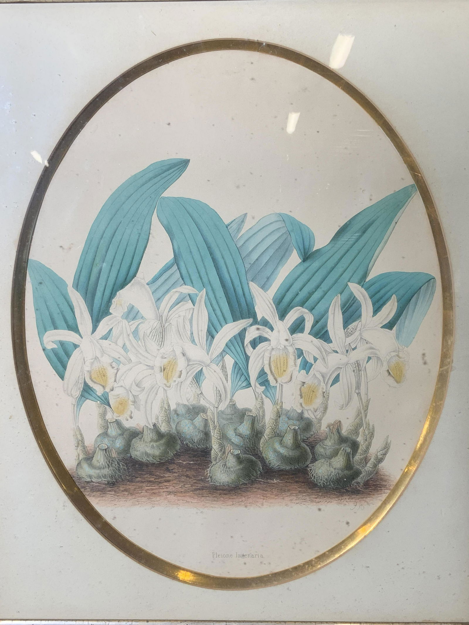 Floral Lithograph of Orchids Artwork (1 of 8)