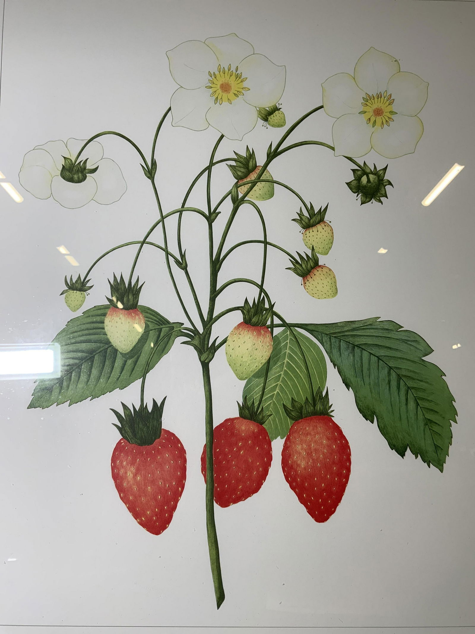 NIMA HUNTER Strawberries Lithograph (1 of 7)