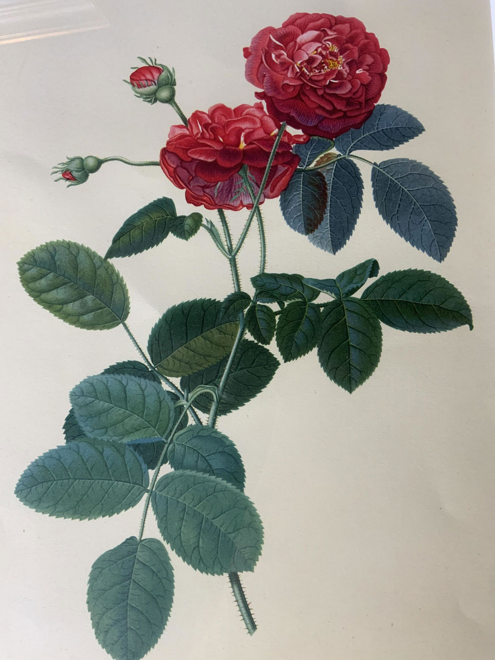 GEORG EHRET Rose Offset Lithograph (1 of 6)