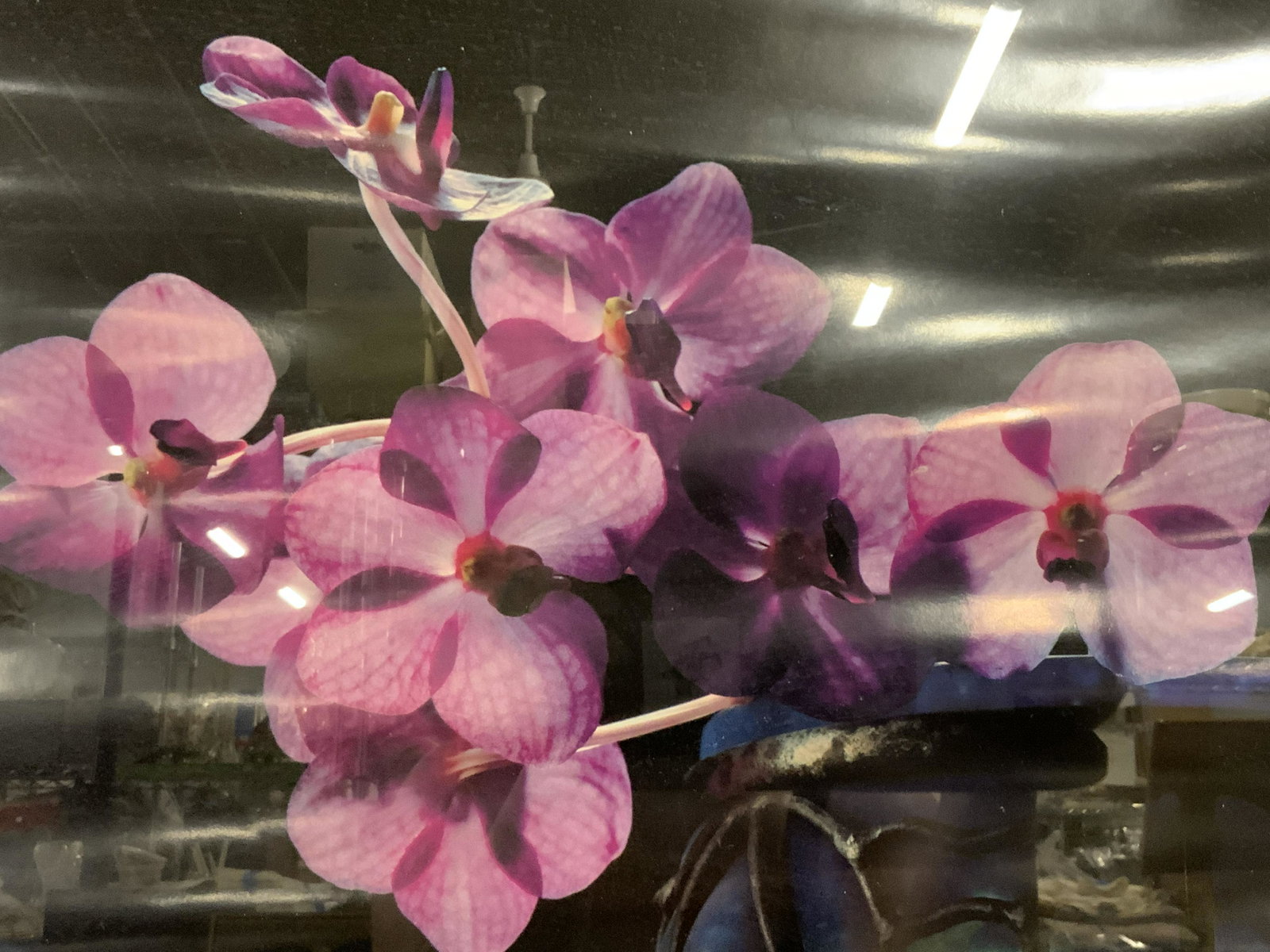 Alan Krosnick Photograph of an Orchid: Alan Krosnick Photograph of an Orchid, text to lower border reads ‘Alan Krosnick Photography San Francisco’, subject a photo of a pink and purple orchid, blue matting, silver toned metal frame, me