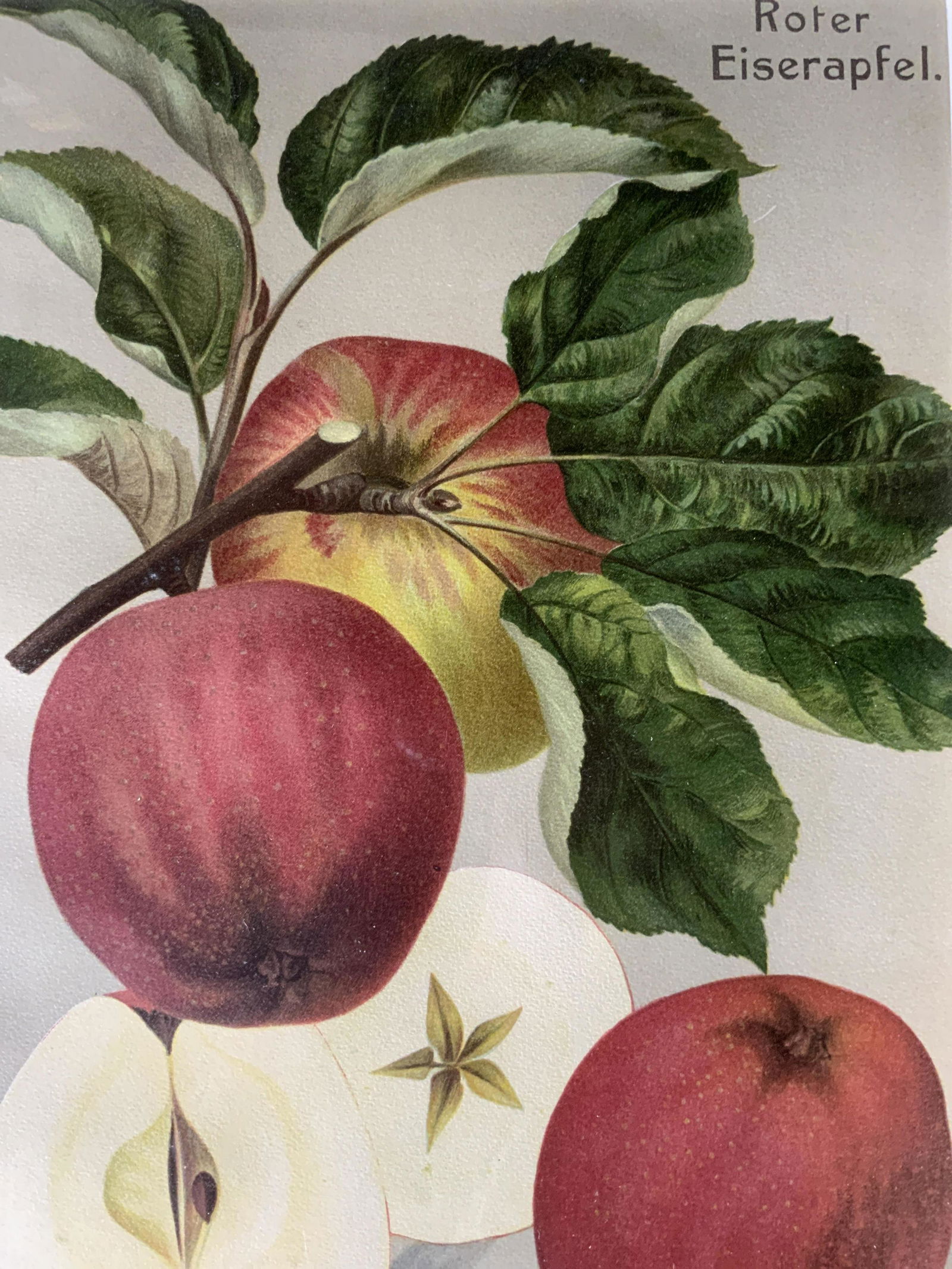 20th Cent Lithograph AFTER JOHANNES MULLER (1 of 10)