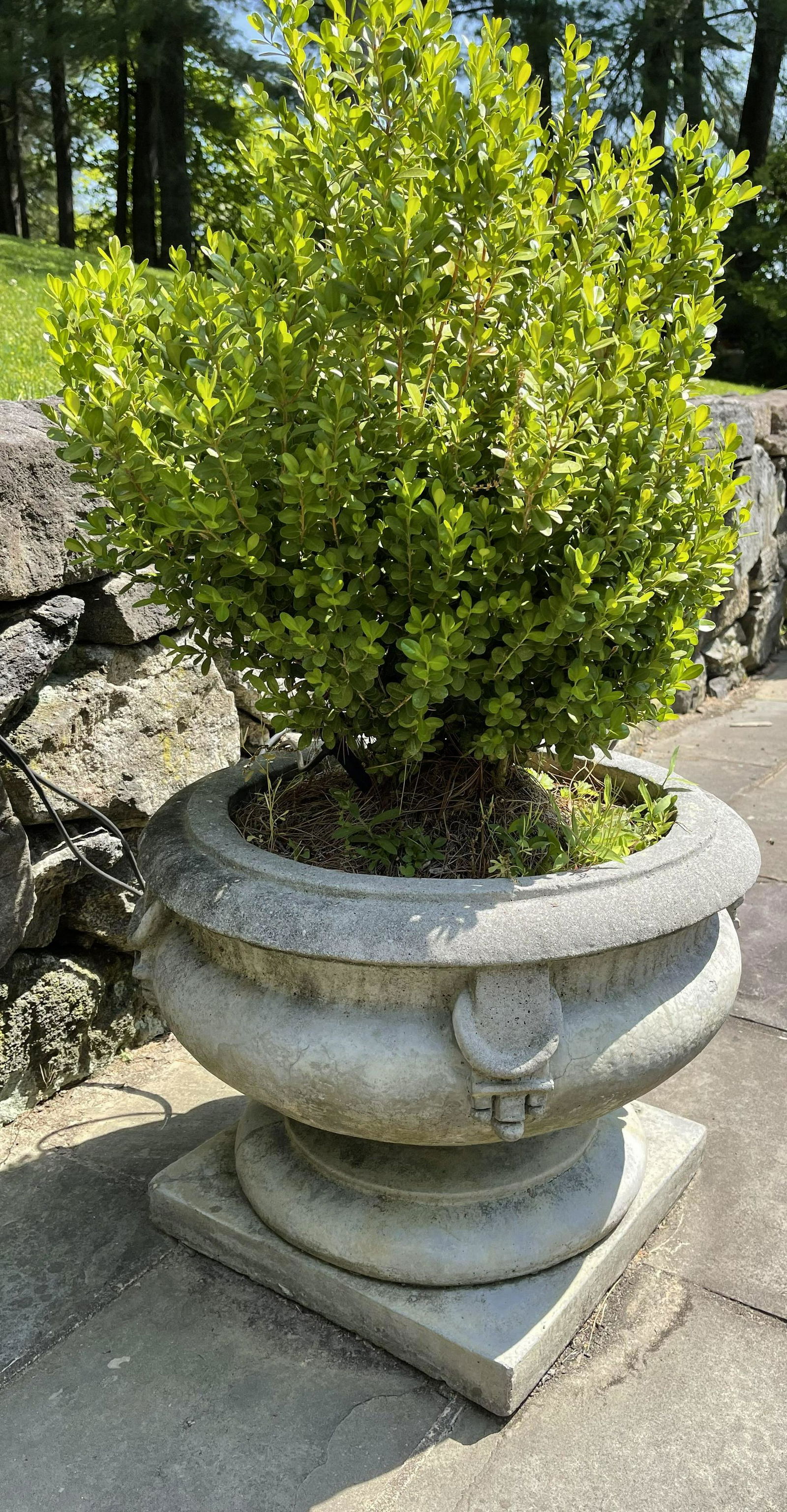 Pair Stone Concrete pedestal planters w Boxwoods (1 of 18)