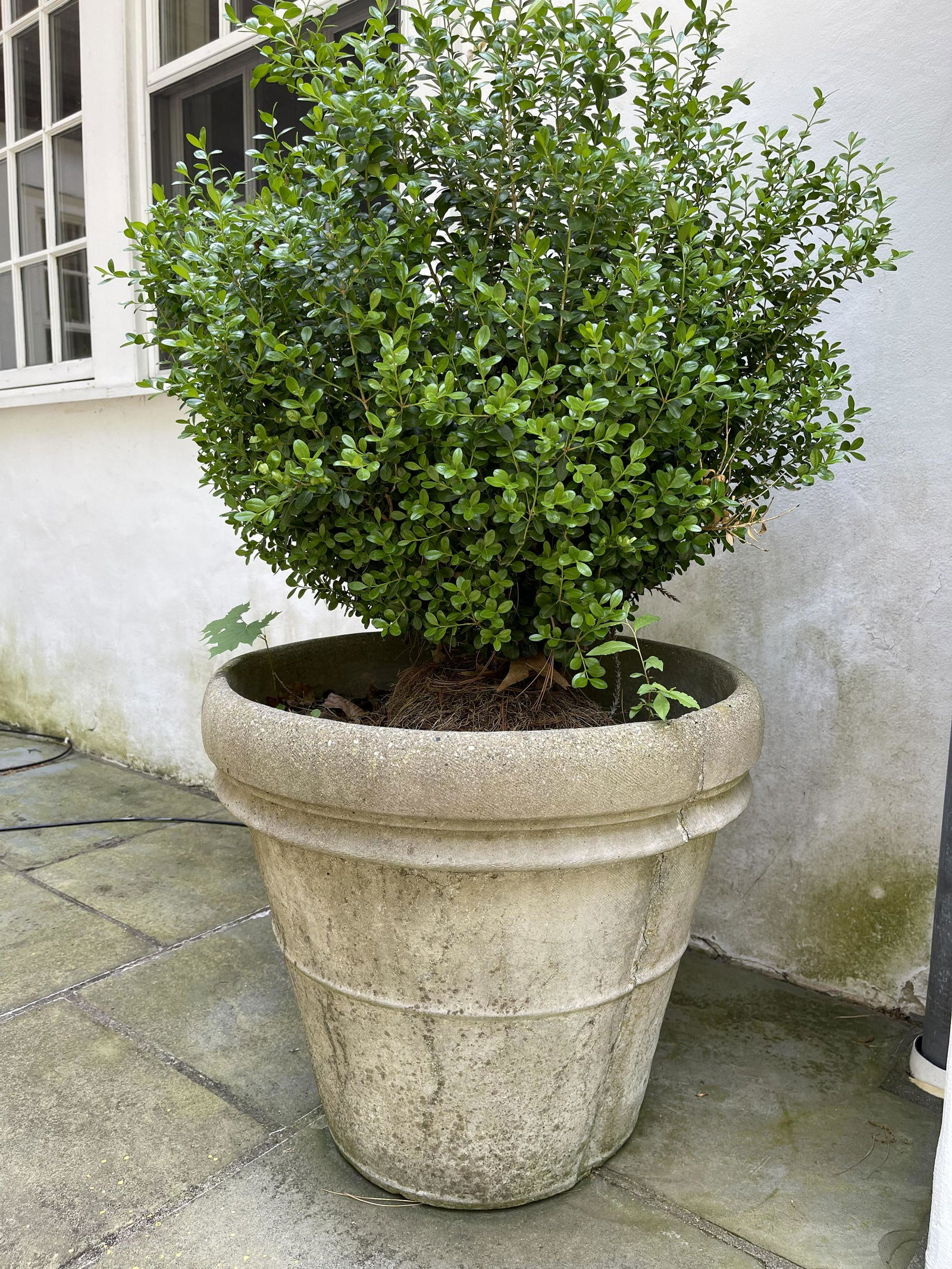 Pair concrete stone Planters with Boxwood greenery (1 of 14)