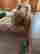 item-105750867=5
