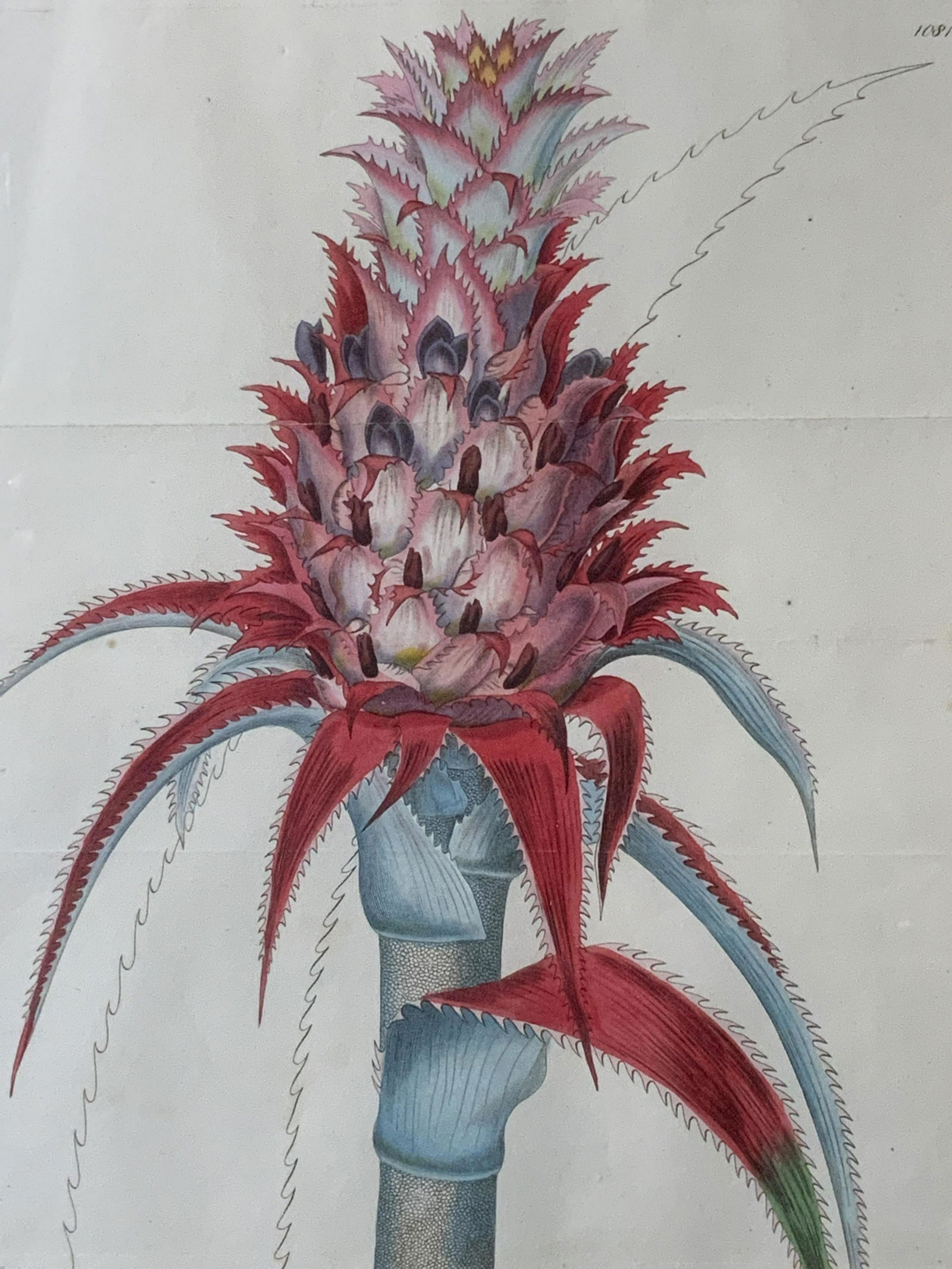 19th Cen. J. Watts Botanical Colored Engraving (1 of 9)