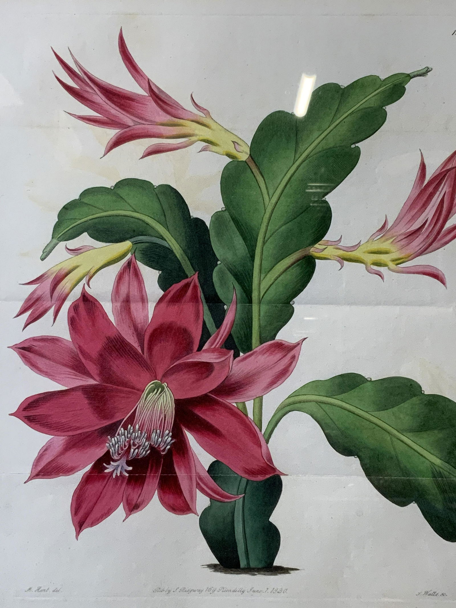 19th Cen J. Watts Botanical Engraving (1 of 8)