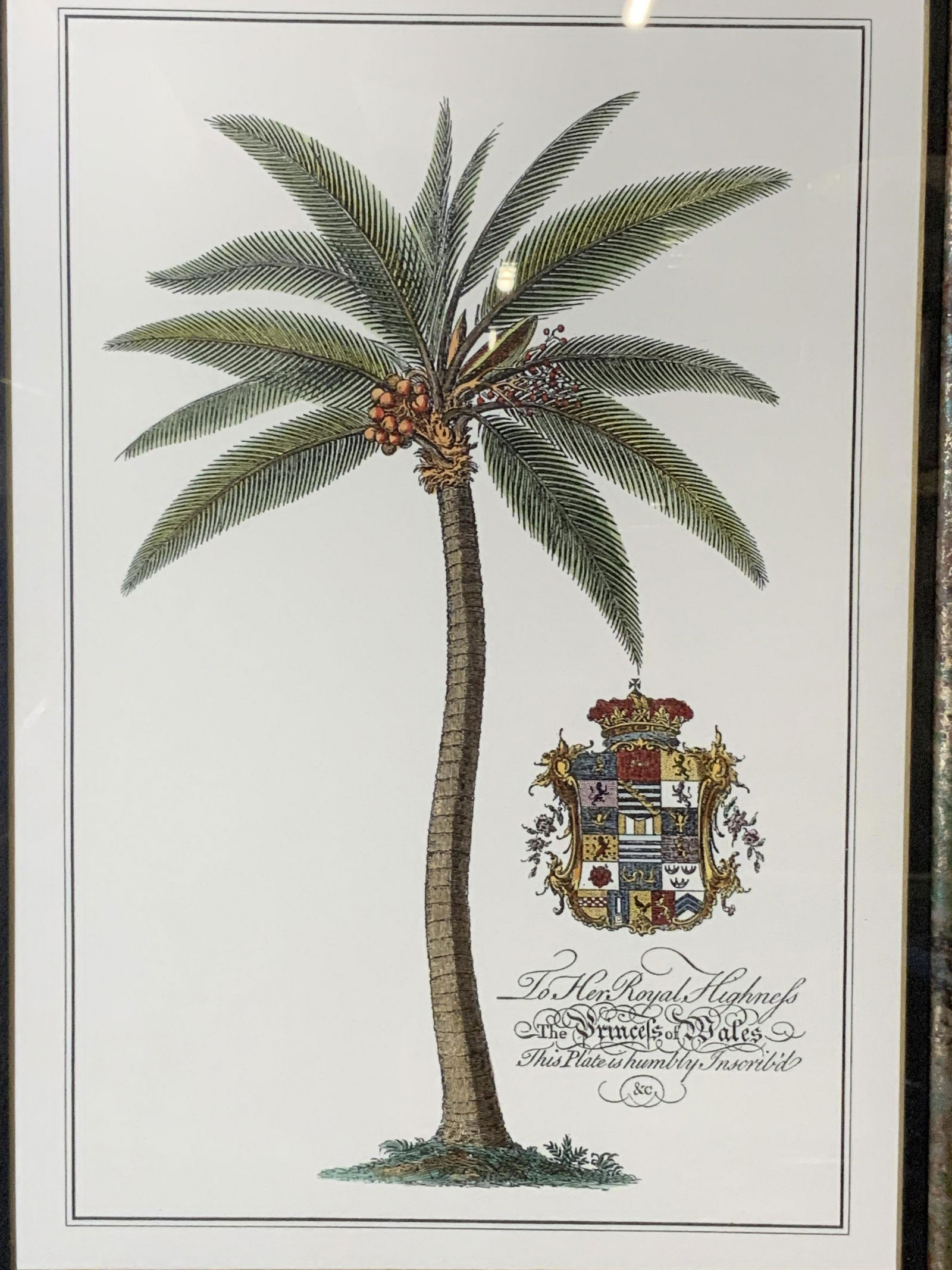 Palm Tree Botanical Engraving (1 of 10)
