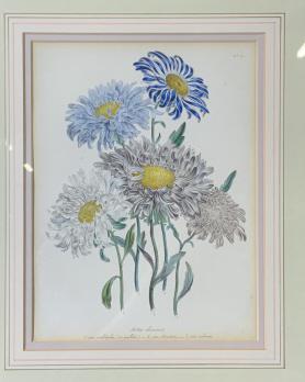 19th Cent JANE LOUDON China Aster Lithograph (1 of 10)