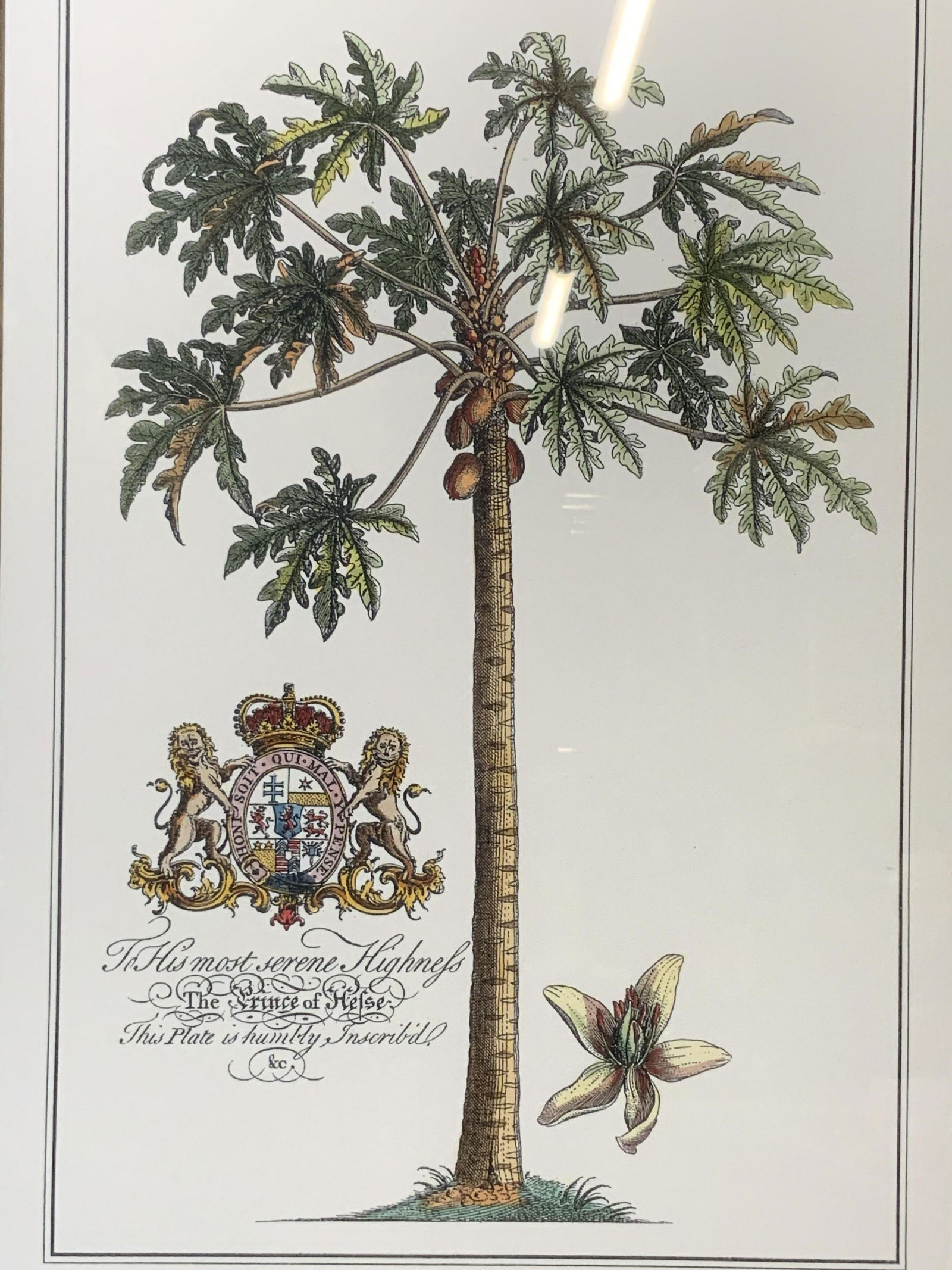 Tree Botanical Colored Engraving (1 of 9)