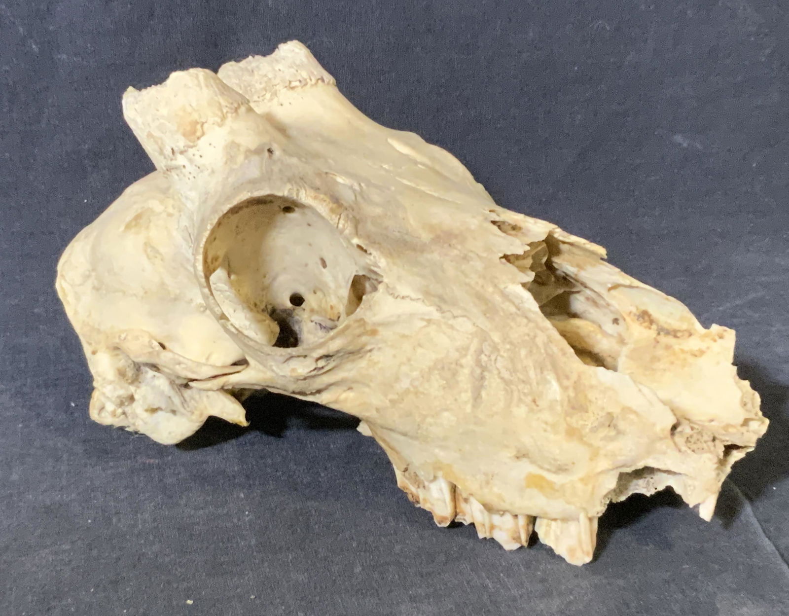 Fragmented Animal Skull: Fragmented animal skull, no apparent inscriptions or markings, front of skull is fragmented, antlers have been broken off, jaw of skull is missing, measures approximately 8 inches long and 4.5 inches