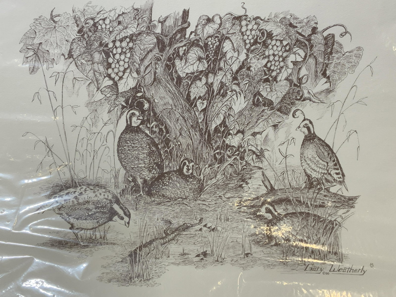 Gary Weatherly Signed Engraving of Quails: Gary weatherly signed engraving of quails, signature to the lower right corner reads ‘Gary Weatherly’, subject of piece a group of quails near a leafy bush, piece not framed, piece wrapped in a pl