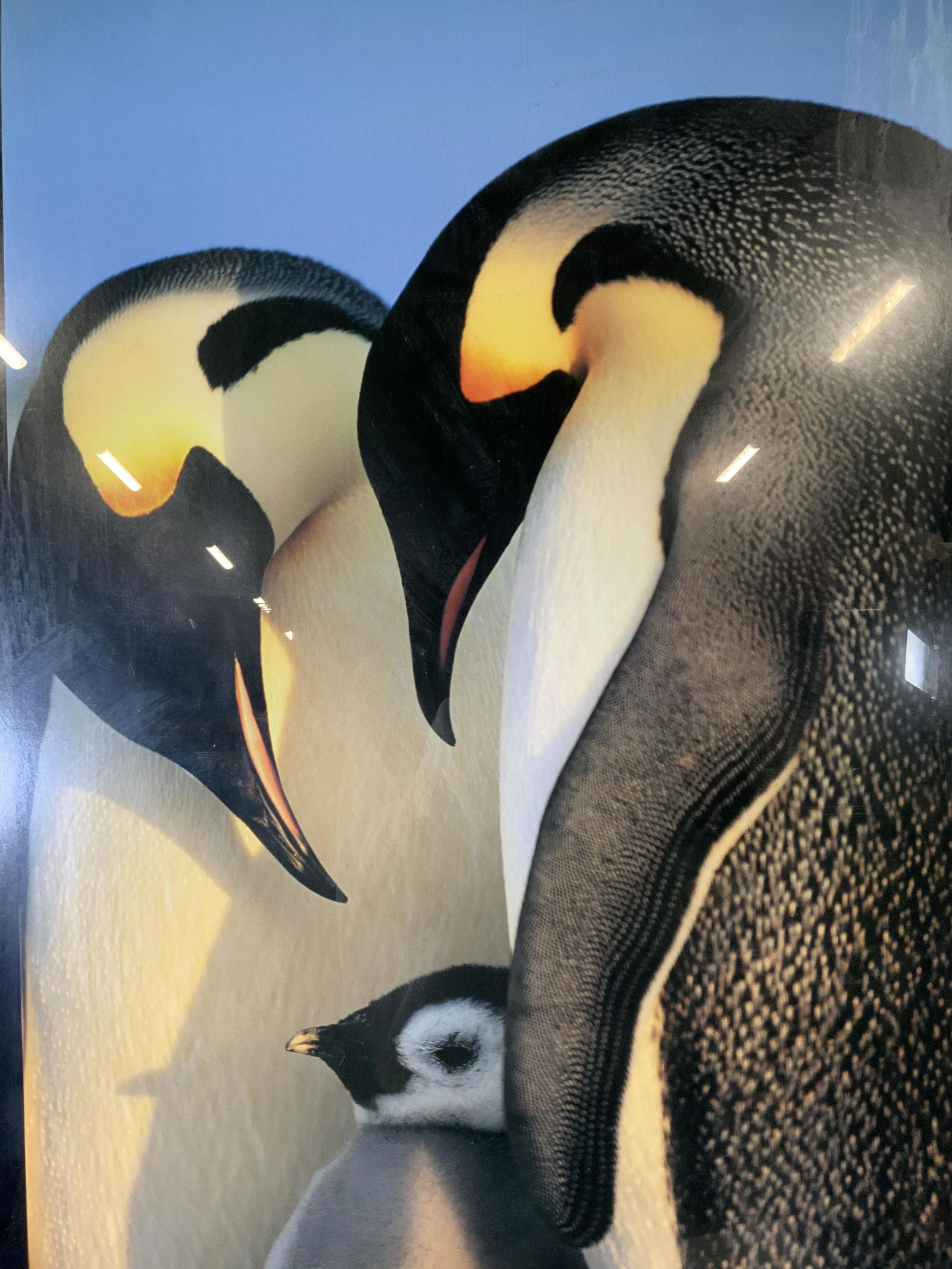 WOLFGANG KAEHLER Emperor Penguin Offset Lithograph (1 of 6)
