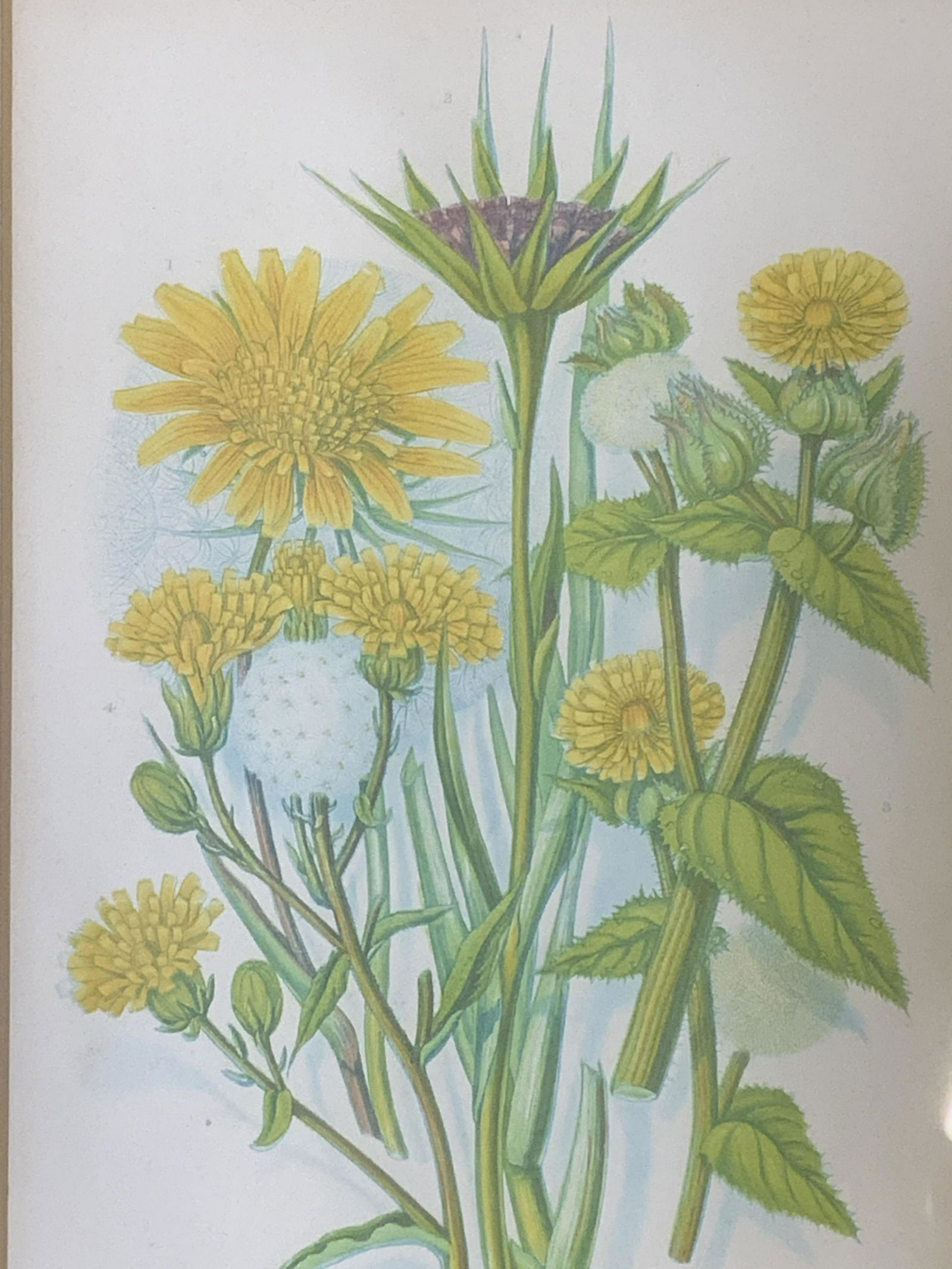 Floral Lithograph (1 of 8)