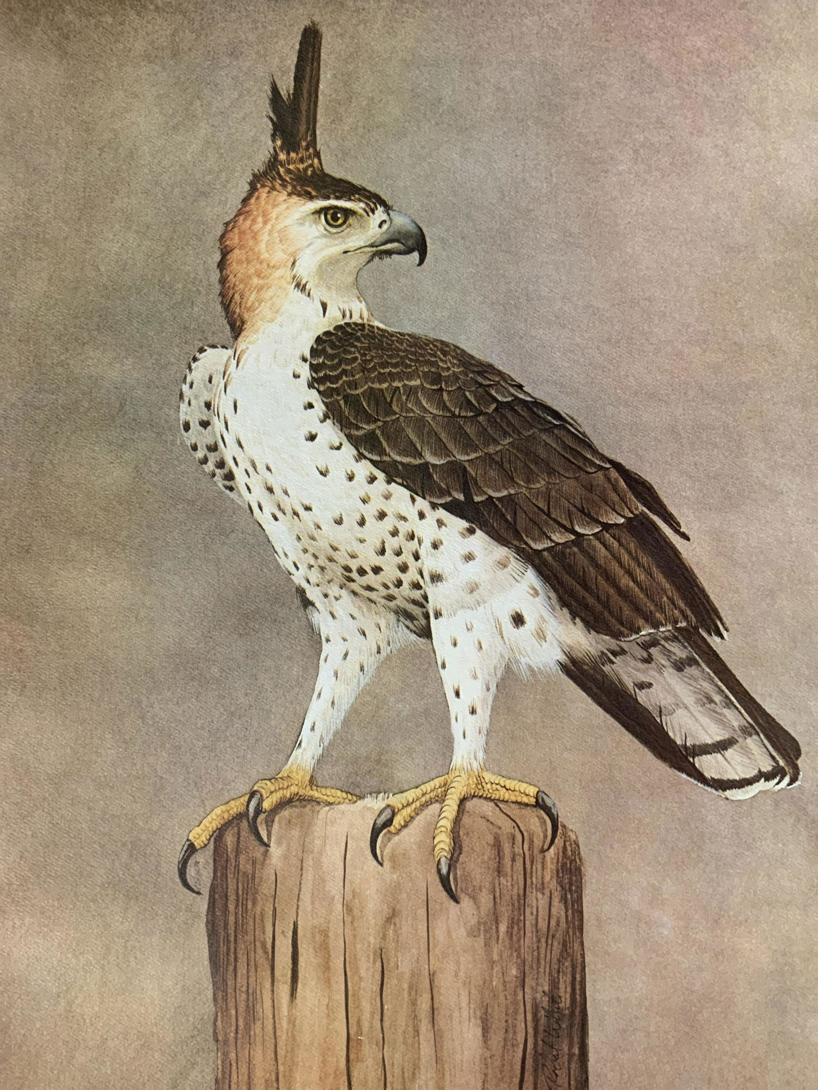 ROBERT WHITE Signed Ornate Hawk Offset Lithograph (1 of 8)