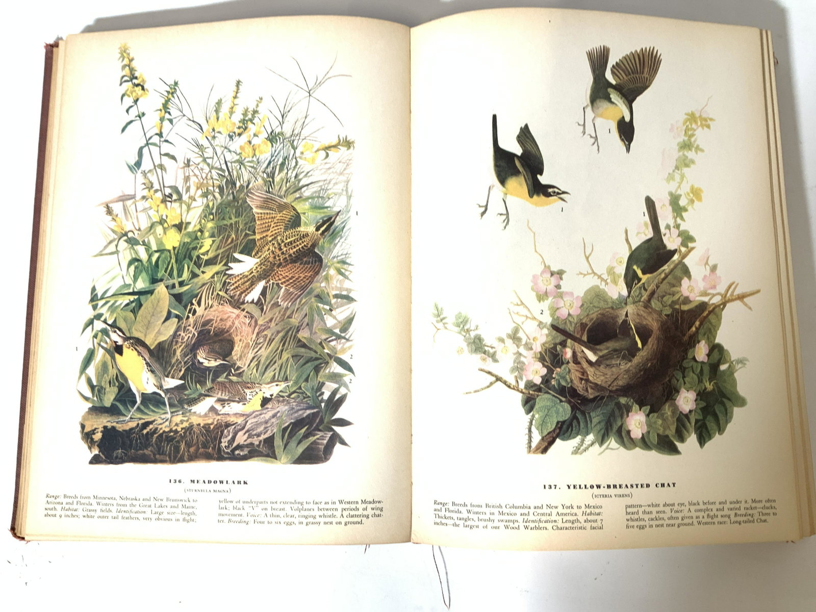 1942 AUDUBON’s The Birds Of America Encyclopedia: Vintage Book of identifying birds written by JOHN JAMES AUDUBON, published by MACMILLIAN CO. New York 1942. Colorful Illustrations and descriptions of birds on flowering branches , anywhere from the b