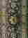 item-107885281=4