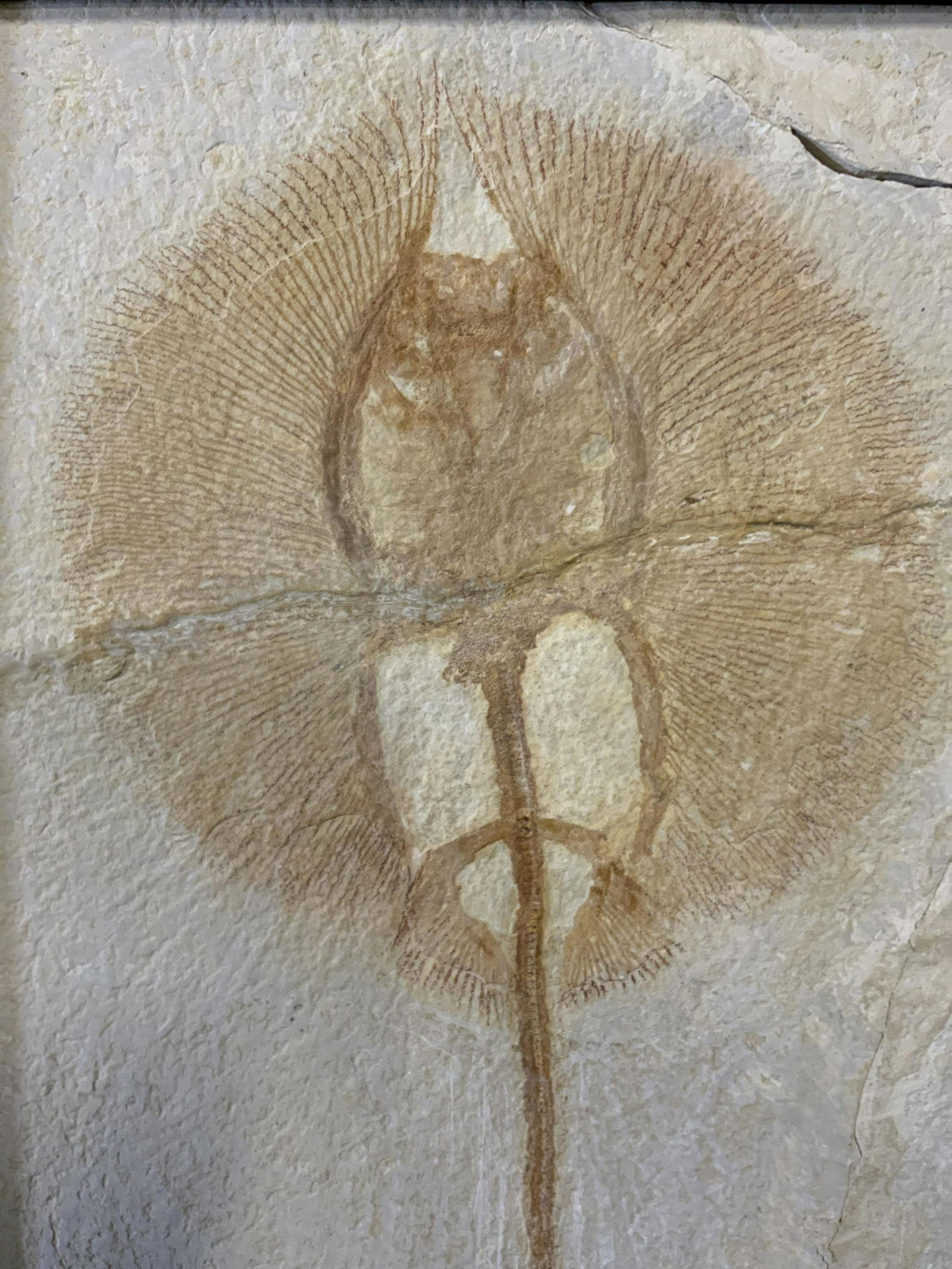 Framed Stingray Fossil in Stone (1 of 9)