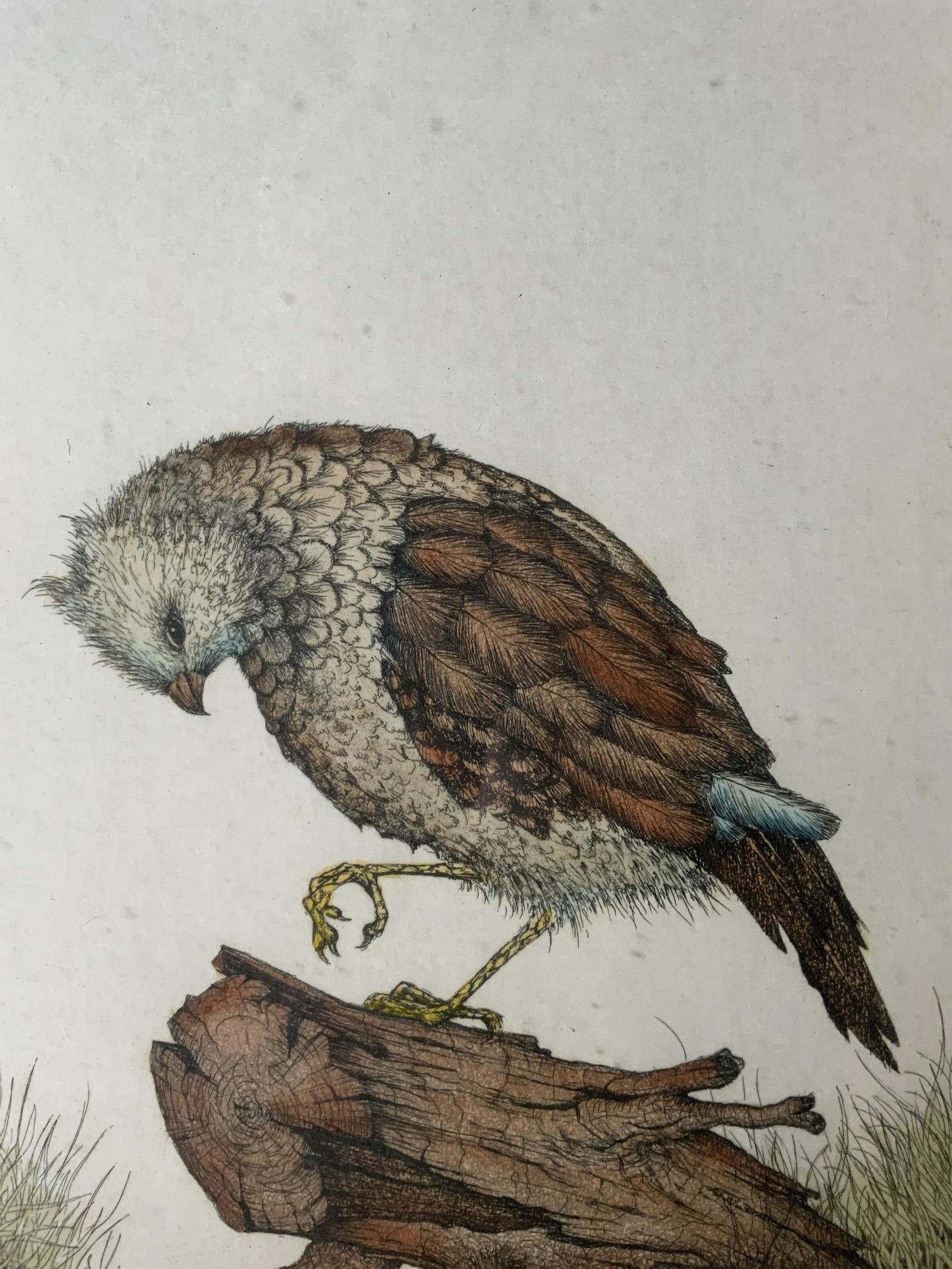 Signed Ltd Ed Etching of a Quail (1 of 11)