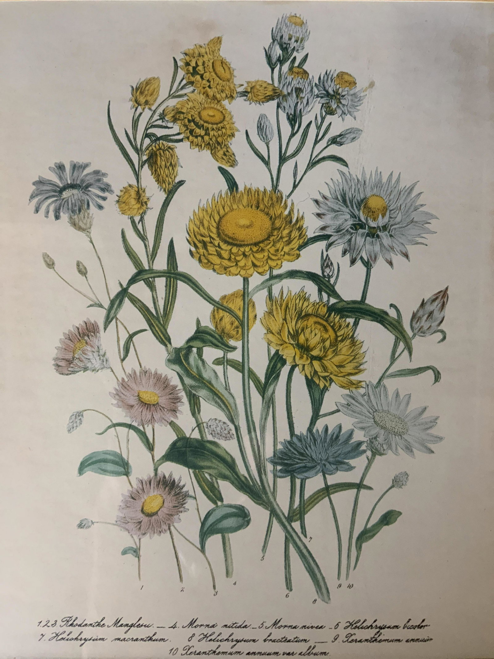 WILLIAM SMITH Botanical Offset Lithograph (1 of 6)