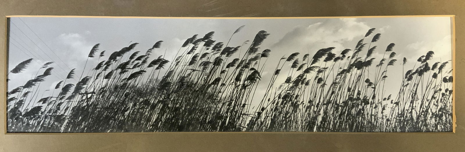 Photograph of Billowing Grass (1 of 4)