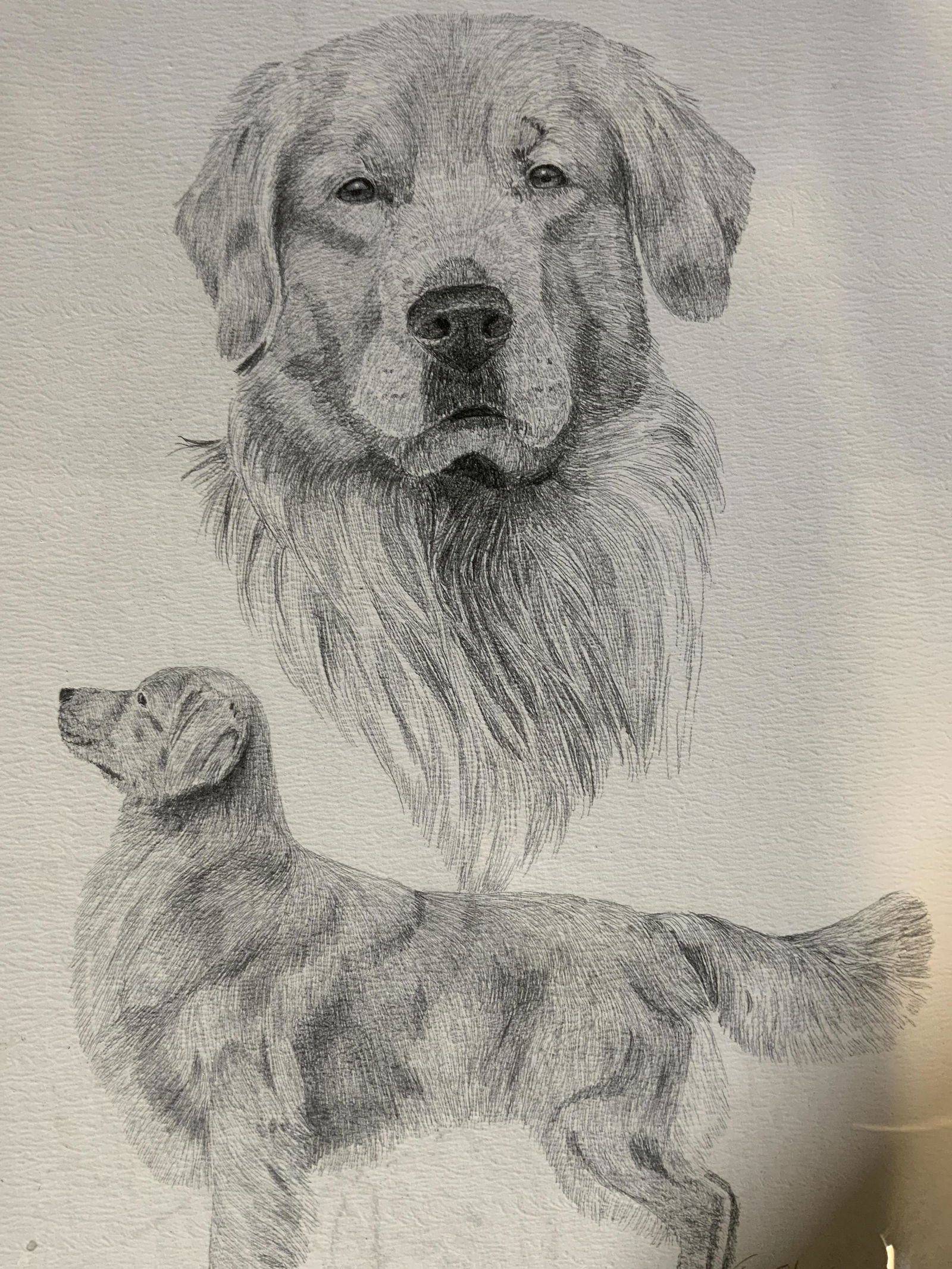 JOHN KREGER Signed Graphite Drawing of Dog 2000 (1 of 7)