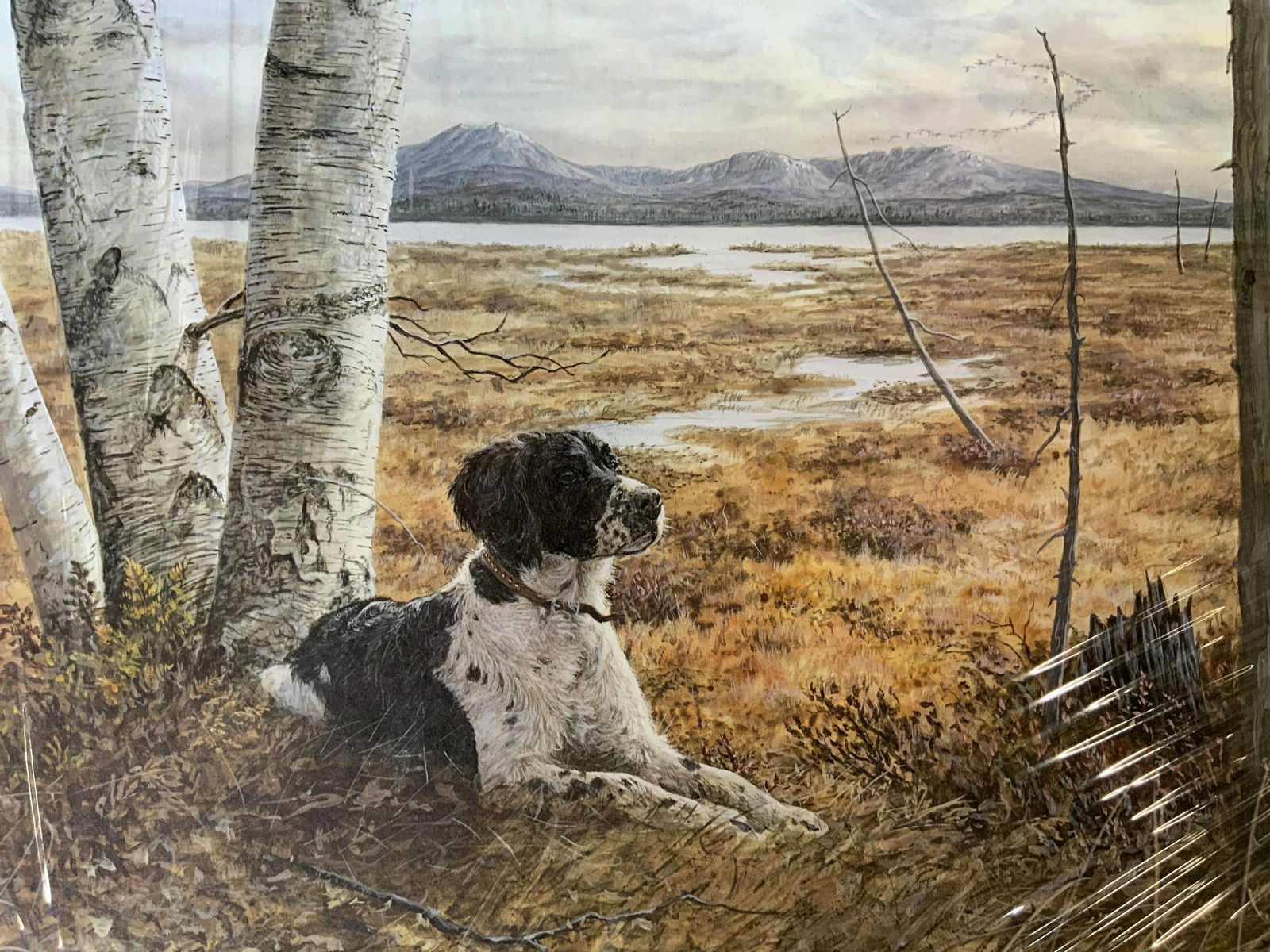 Lot 2 Offset Lithograph & Photo of Arcti Fox & Dog (1 of 6)