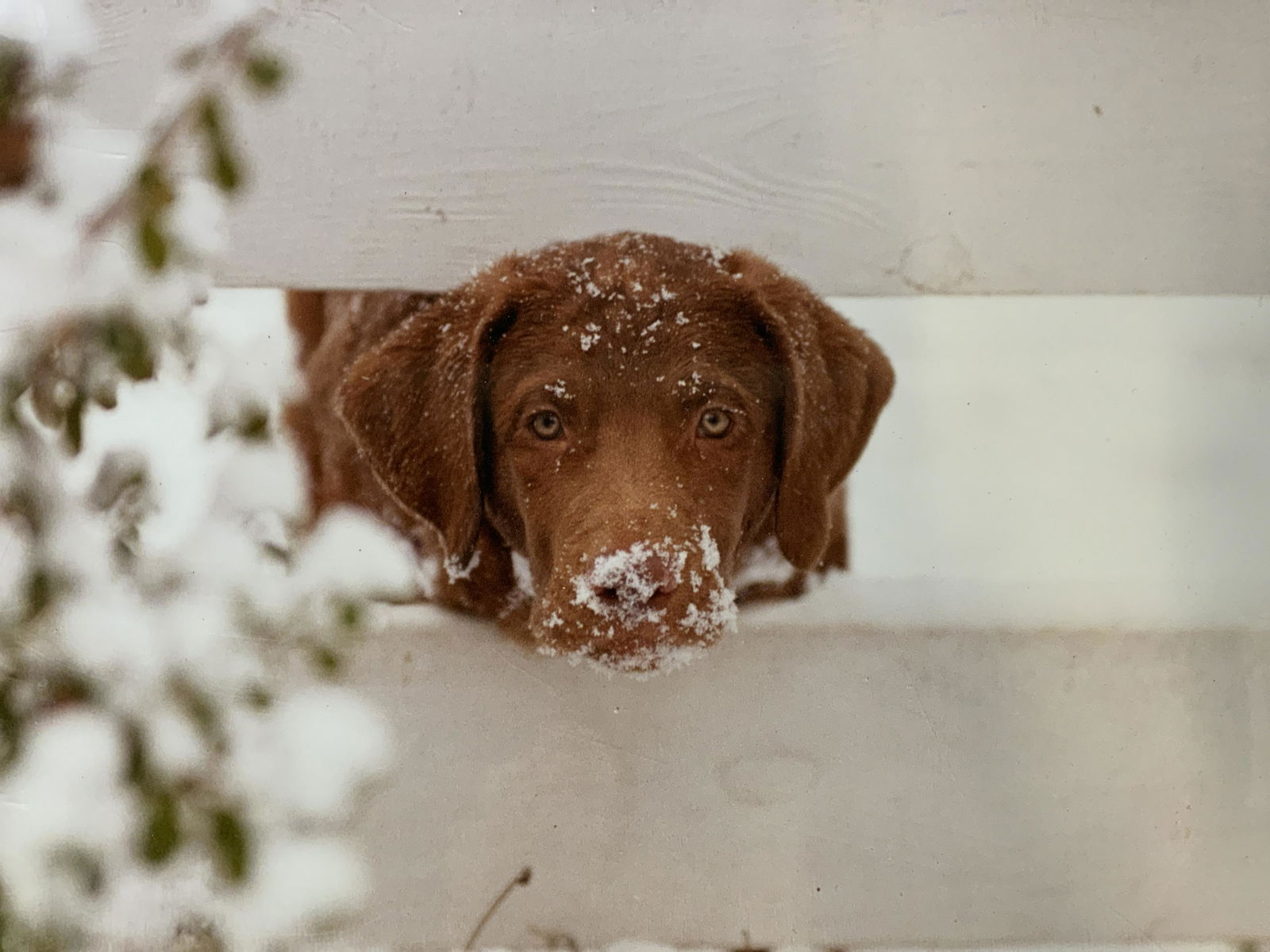 Lot 3 Photograph & Offset Lithographs of Dogs (1 of 7)