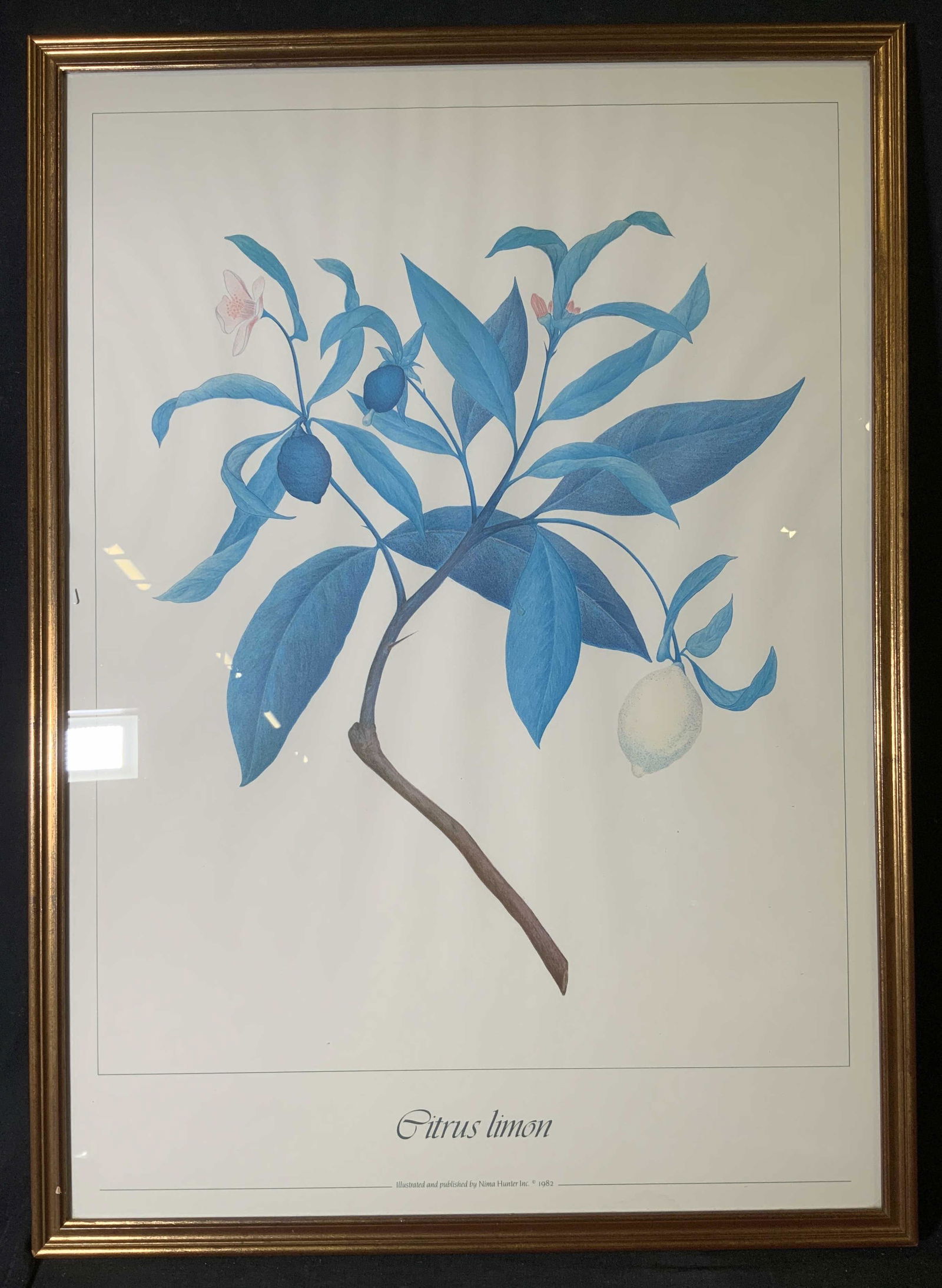 NIMA HUNTER Lemons Lithograph (1 of 9)