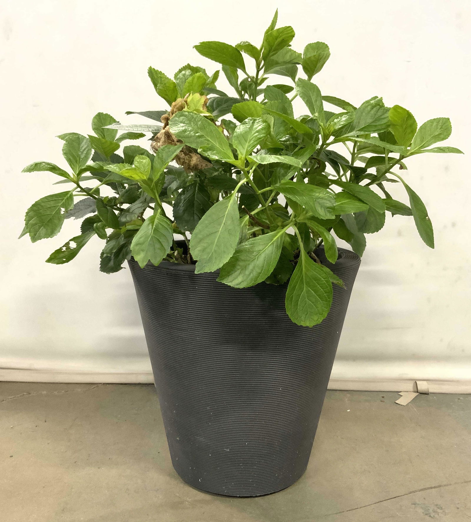 CRESCENT Planter W Soil & Plant (1 of 8)