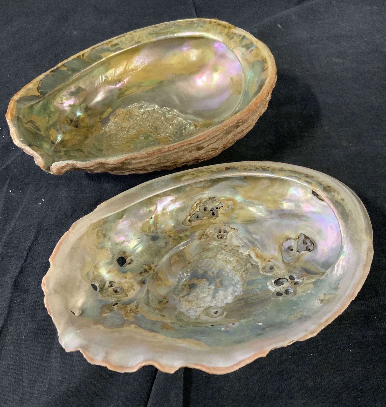 Pair Large Abalone Shells from the Sea (1 of 12)