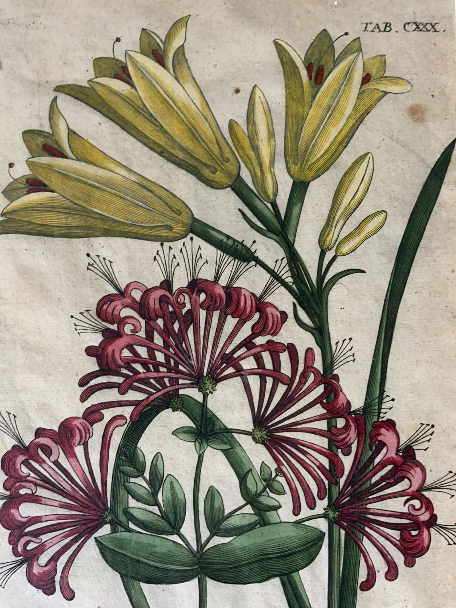 JOHANN DE BRY Lily Engraving (1 of 10)