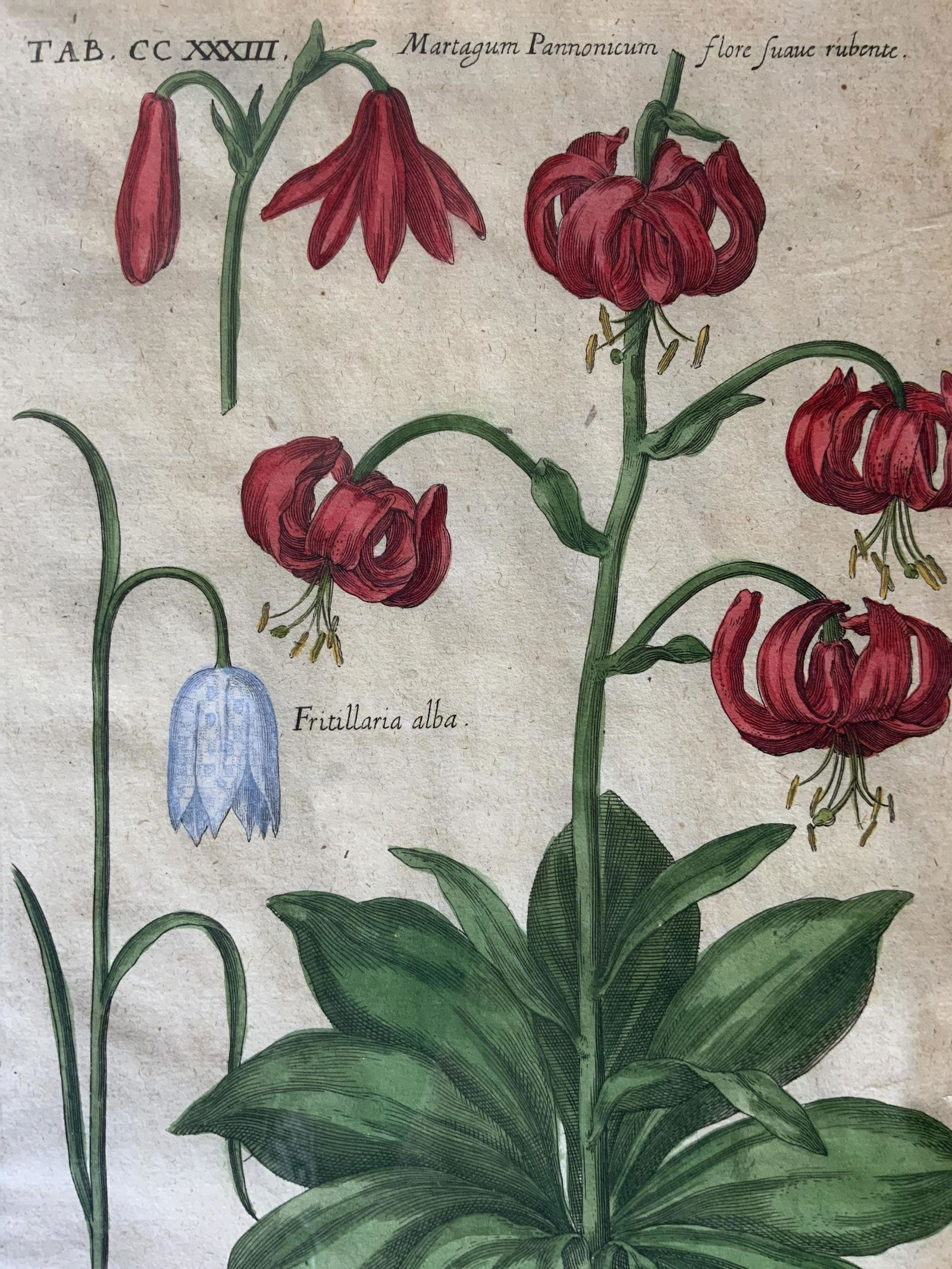 JOHANN DE BRY Hand Colored Engraving (1 of 9)