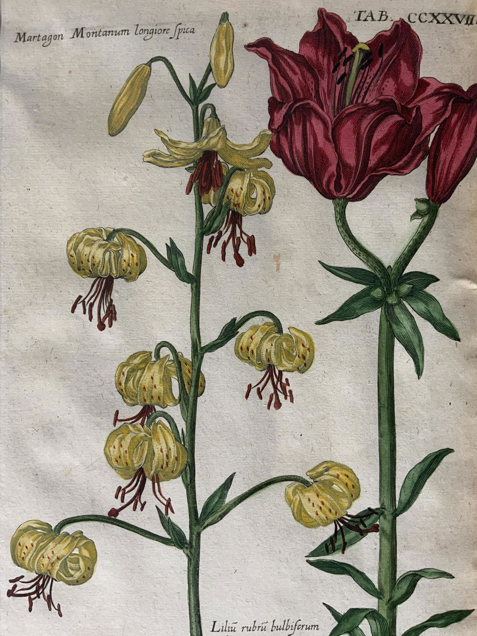 JOHANN DE BRY Hand Colored Engraving (1 of 9)