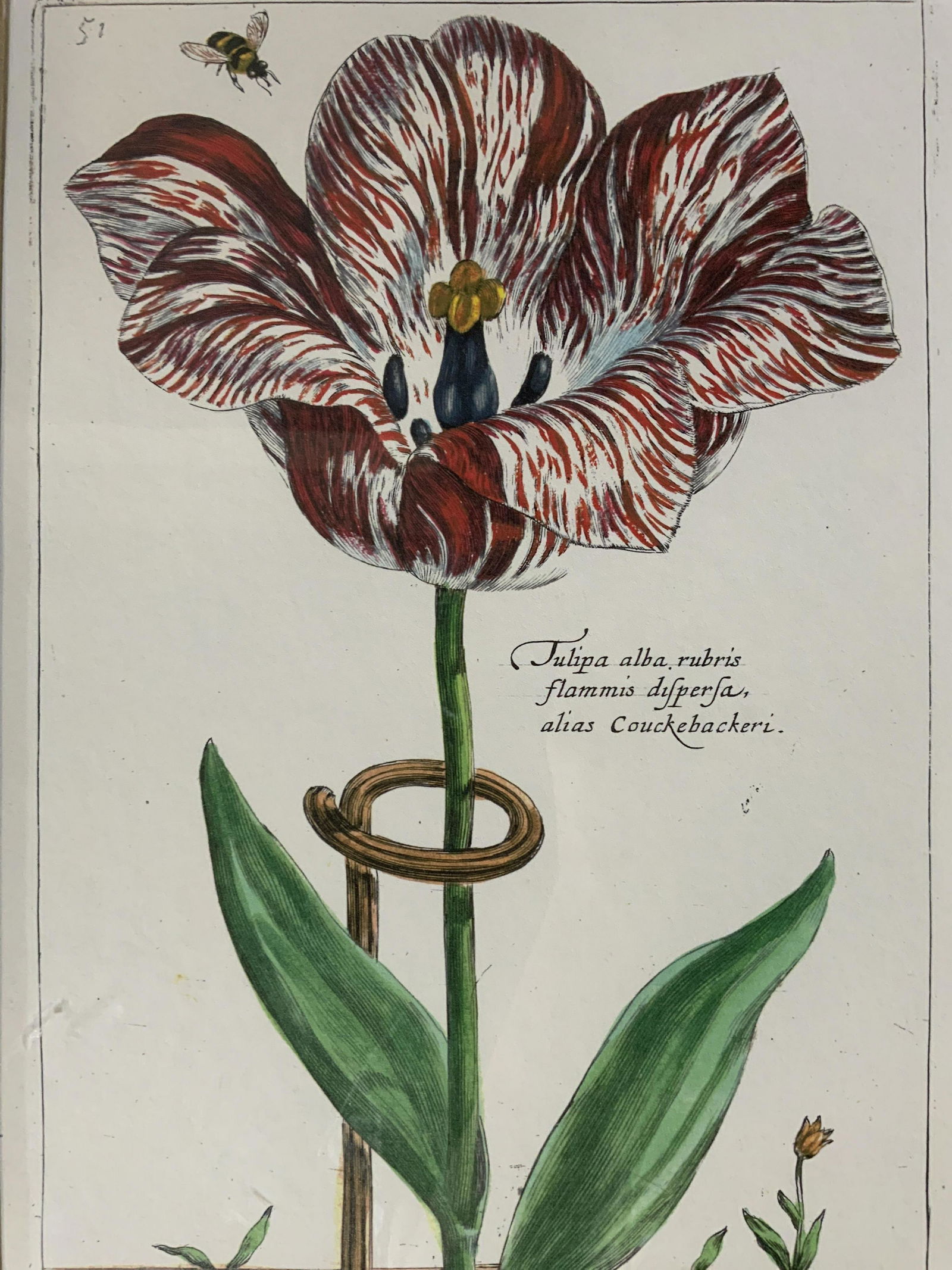 CRISPIN DE PASSE Tulip Lithograph (1 of 10)