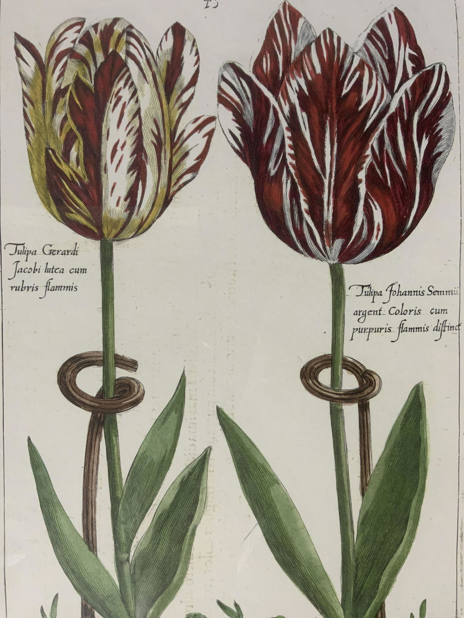 CRISPIN DE PASSE Tulip Lithograph (1 of 9)