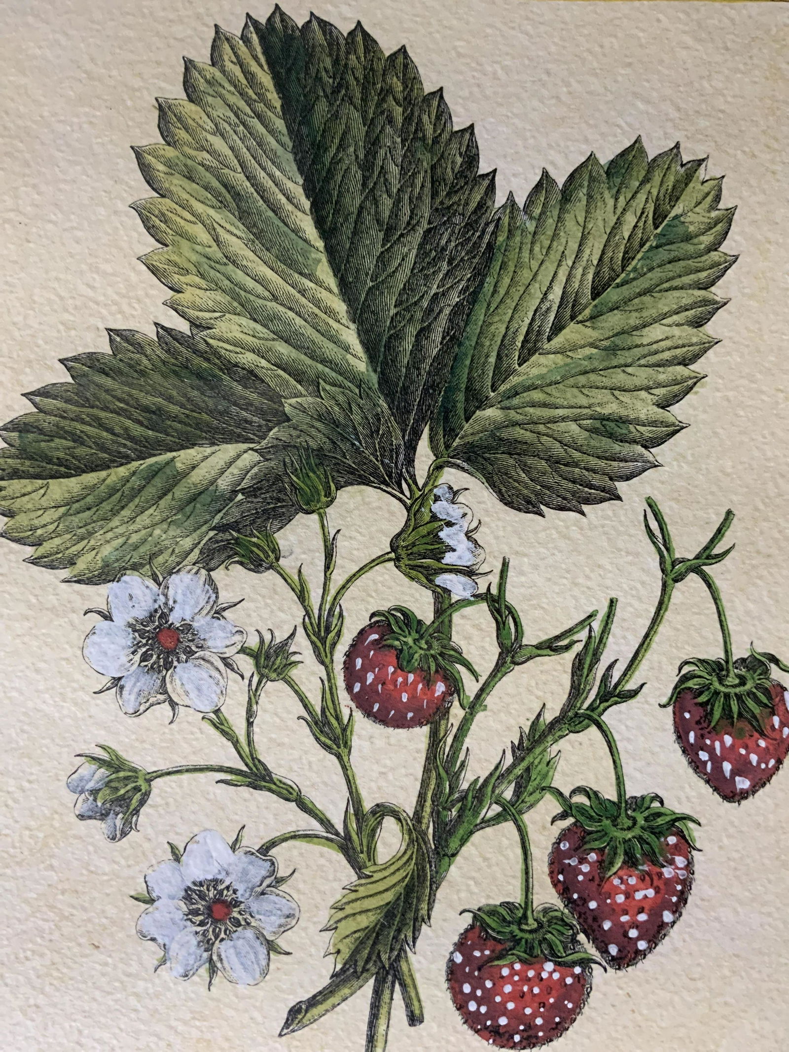 HENRI LOUIS DUHAMEL Engraving of Strawberries (1 of 9)