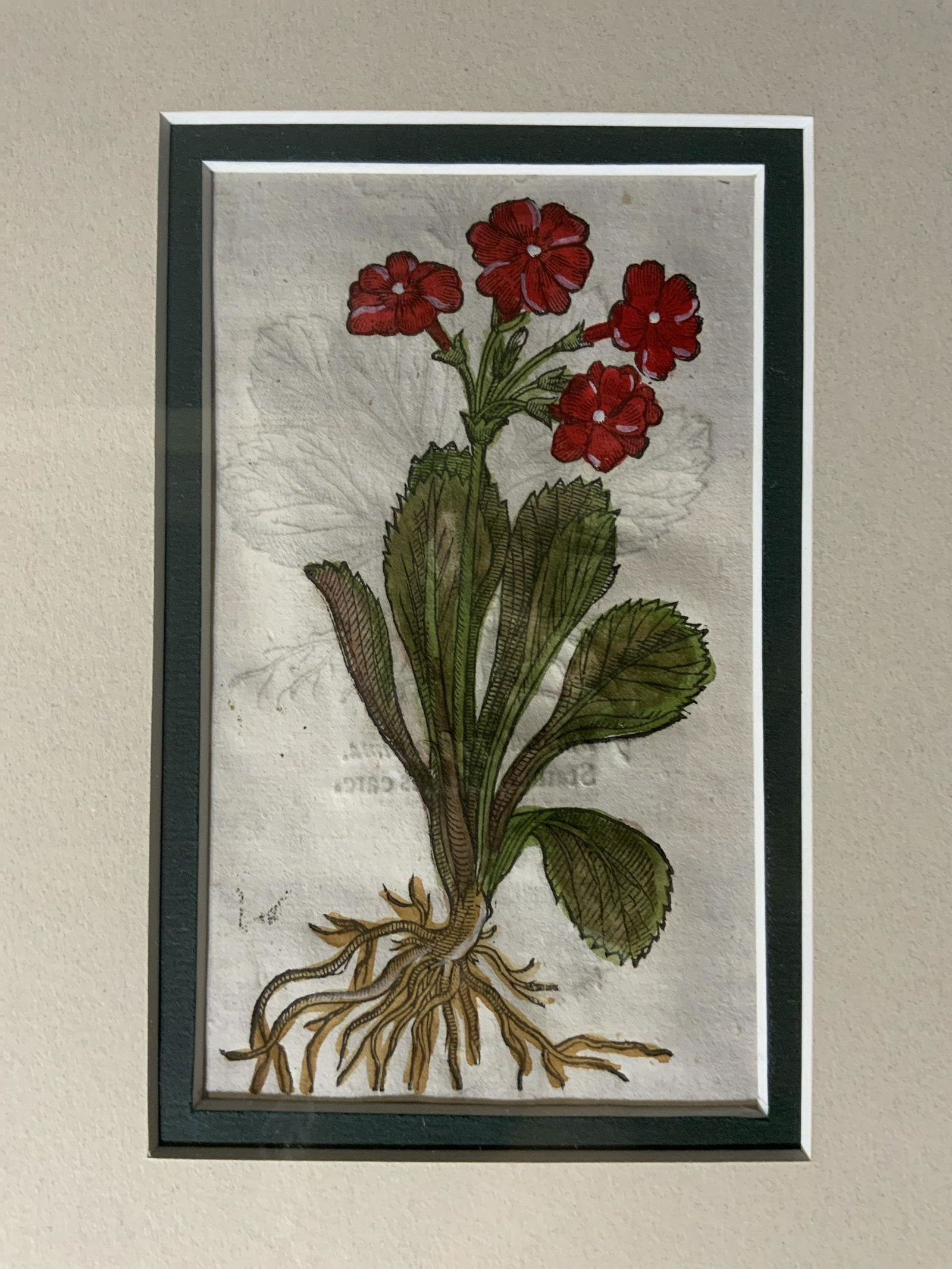 JOHN GERARD Botanical Engraving (1 of 7)