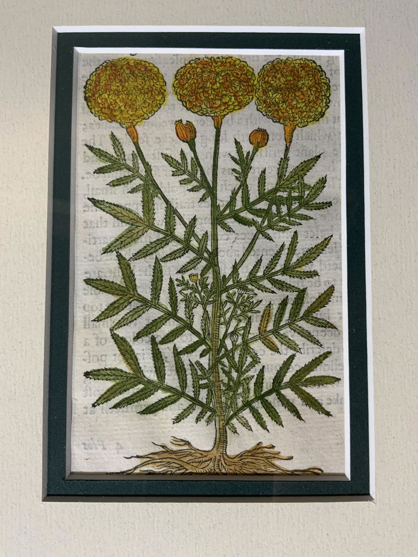 JOHN GERARD History of Plants Engraving (1 of 8)