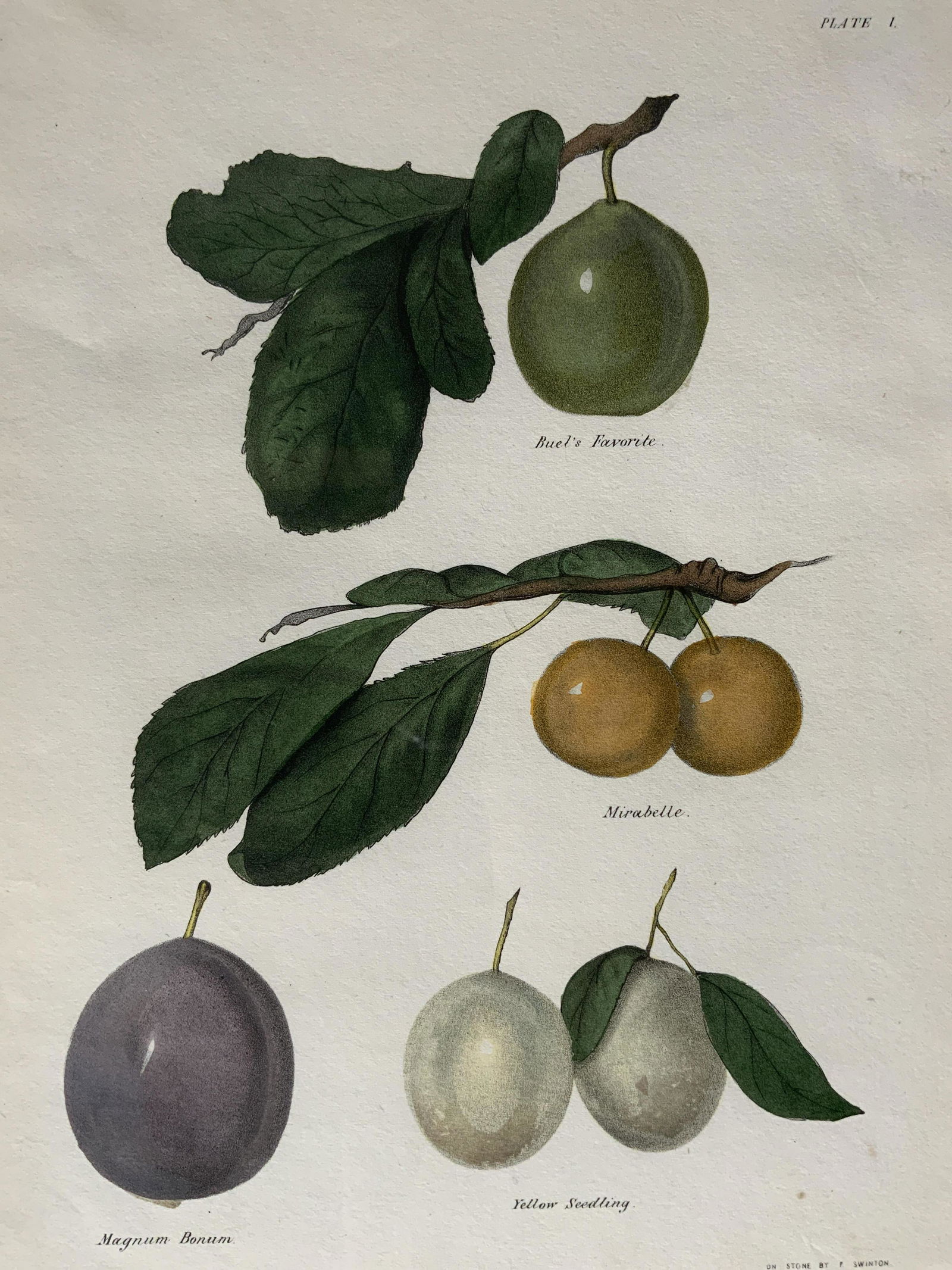 G & W ENDICOTT Botanical Lithograph (1 of 8)