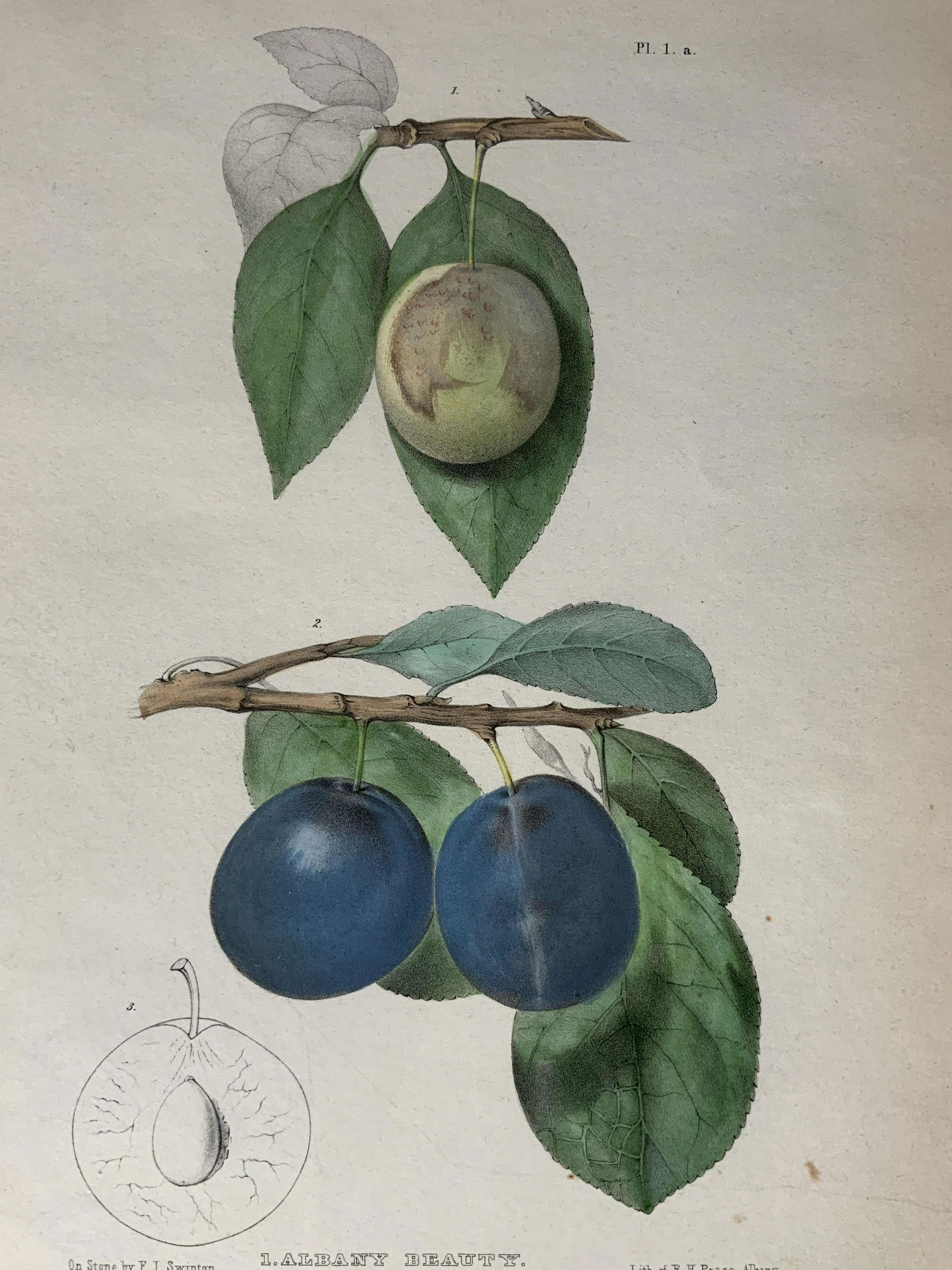 FREDERICK J SWINTON Botanical Lithograph (1 of 9)