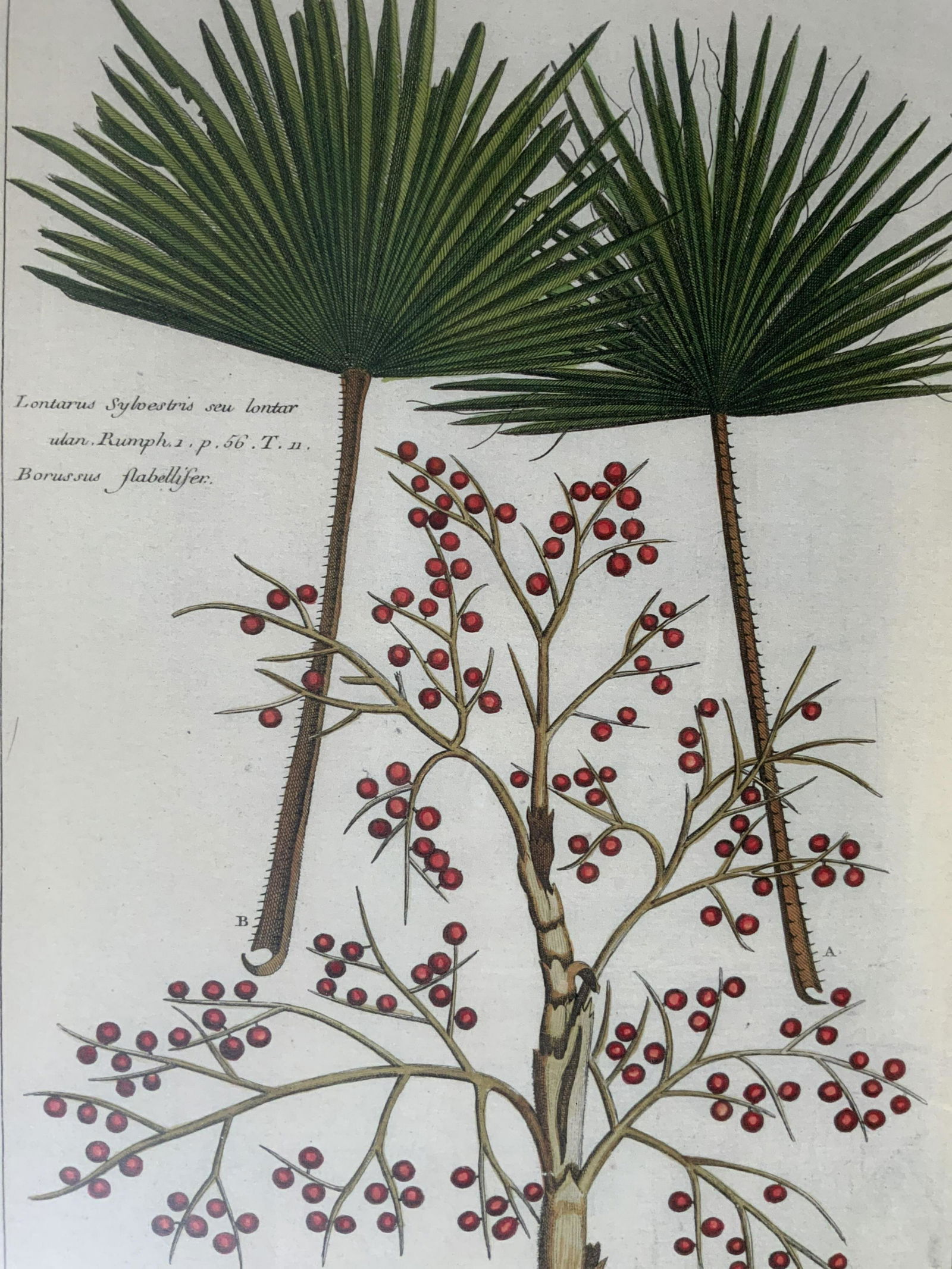 PIERRE BUCHOZ Fan Palm Lithograph (1 of 8)