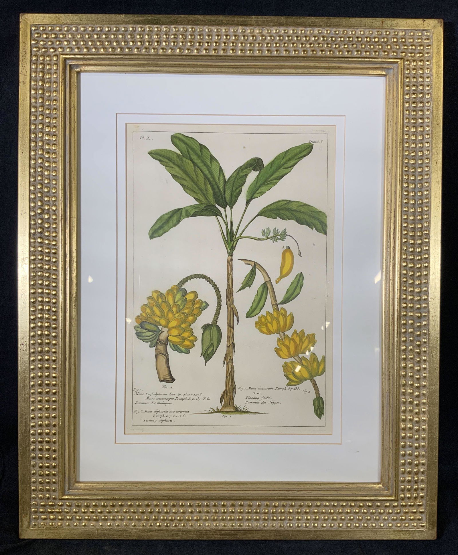 C.K. LIM Botanical Lithograph (1 of 8)