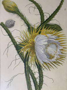 NICOLAS ROBERT Cactus Lithograph: NICOLAS ROBERT Cactus Lithograph, piece appears to be a digital reproduction of an engraving, inscription to lower right reads ‘Robert Sculp’, inscriptions to piece in French, subject a flowering