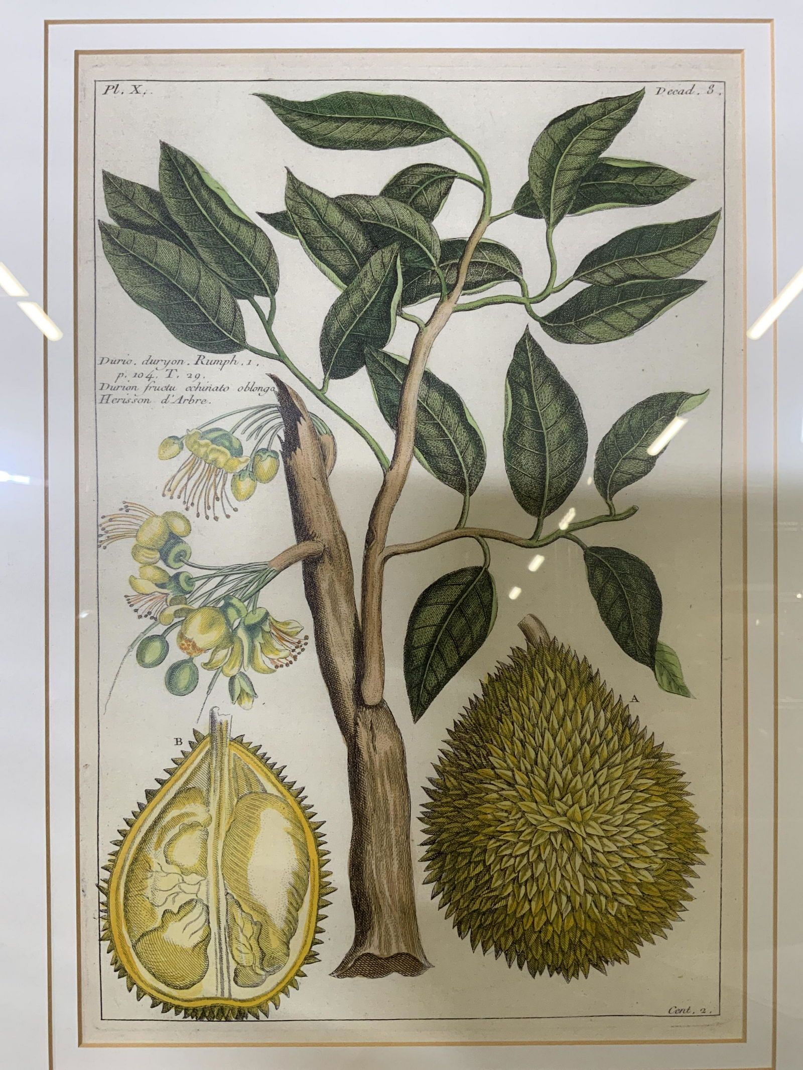 GEORG EBERHARD Durian Lithograph (1 of 9)