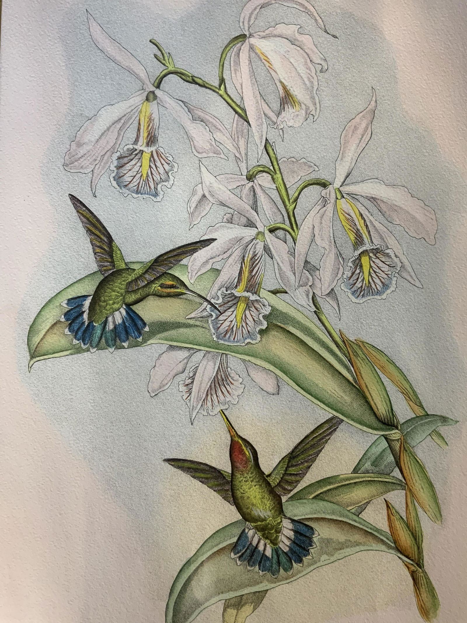 JOHN GOULD Barbed Throat Hummingbird Lithograph (1 of 11)