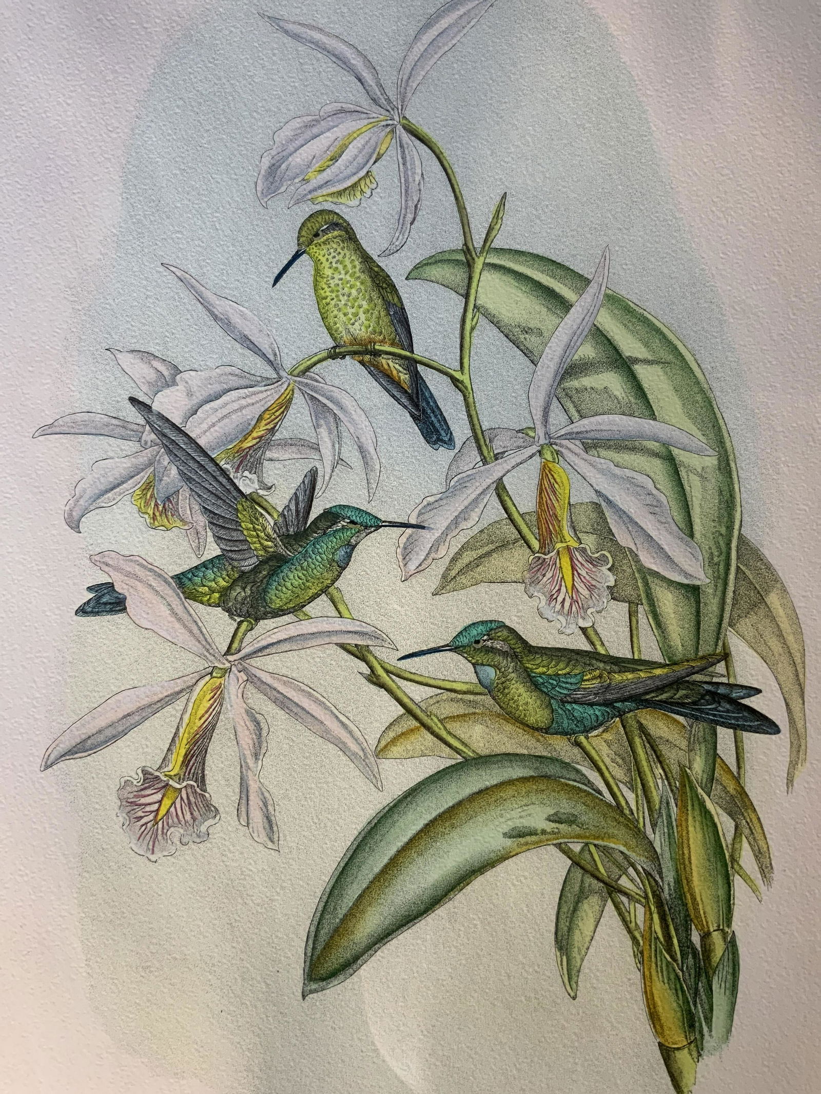 JOHN GOULD Green Crowned Hummingbird Lithograph (1 of 10)